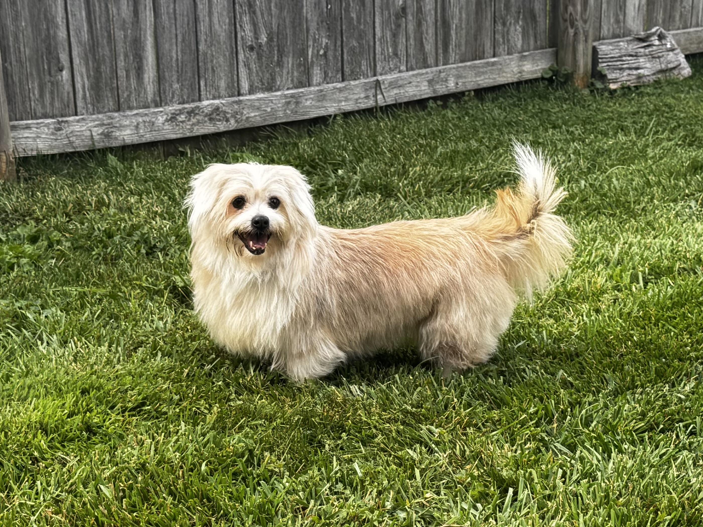 Cupcake, Adoptable, Senior Female Corgi & Shih Tzu.