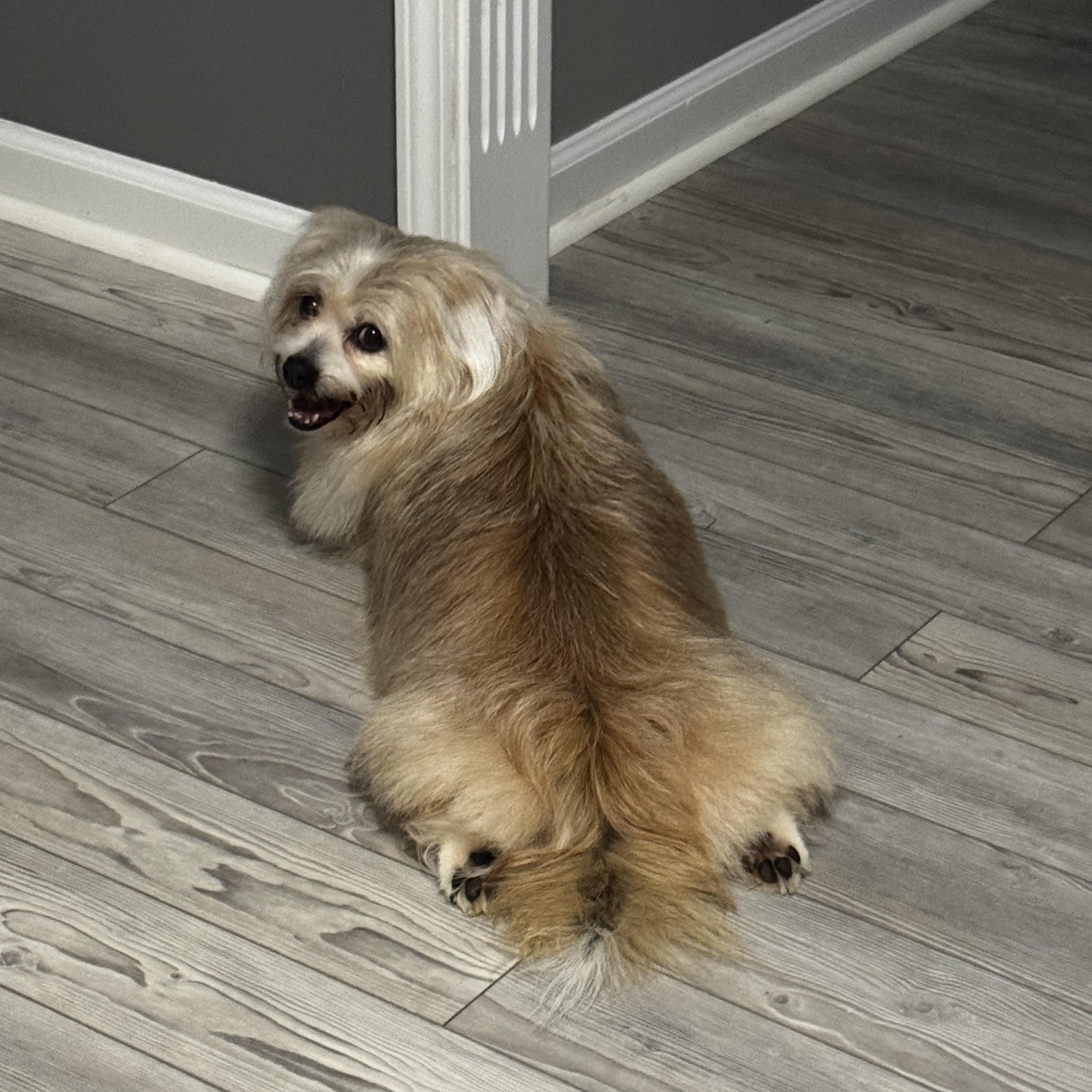Cupcake, a Adoptable mixed breed in Lexington, KY image 3/6