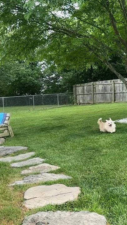 Enlarge Cupcake, a Adoptable mixed breed in Lexington, KY video 6/6
