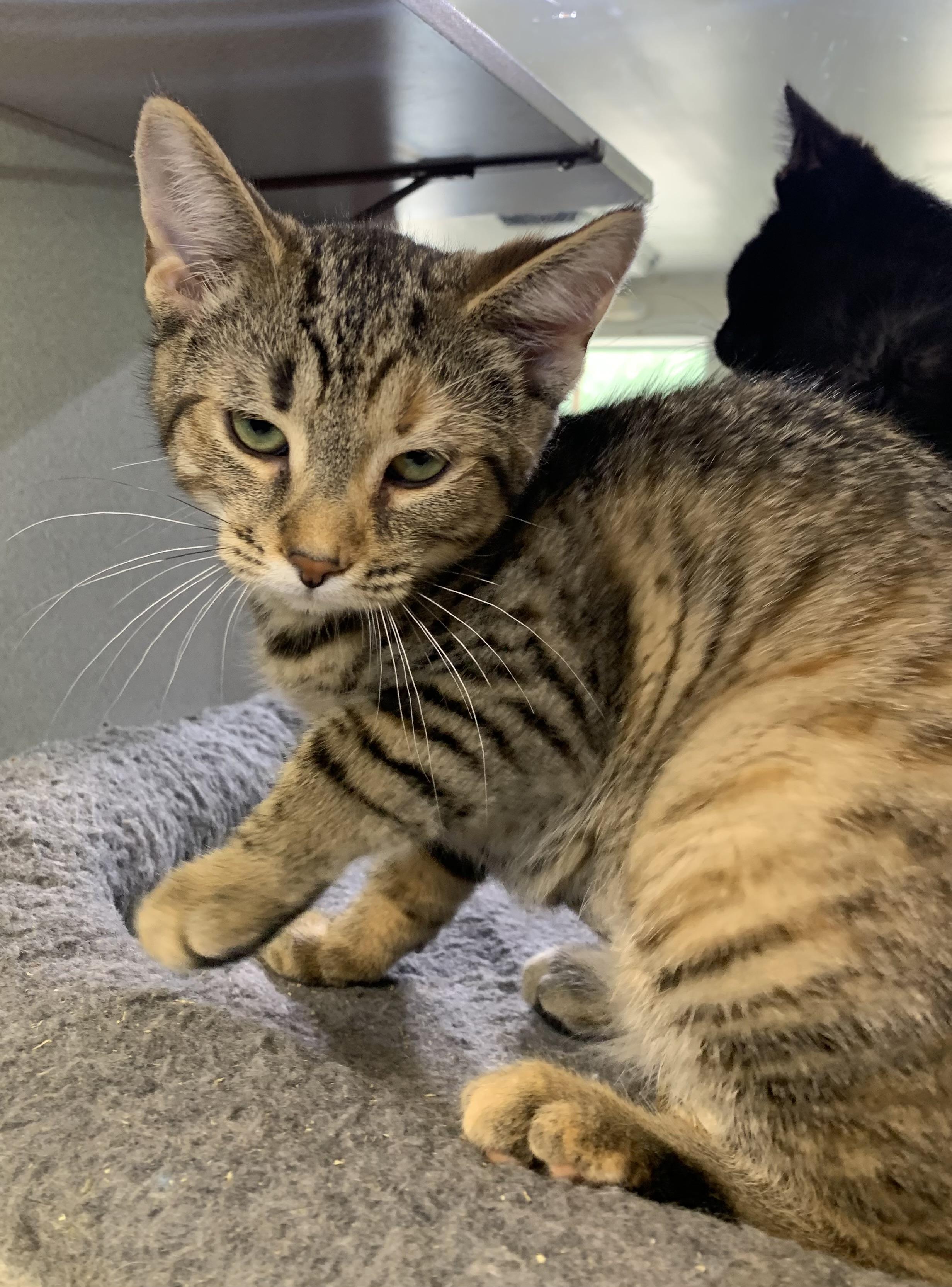 Daphne, adopted, Kitten Female Domestic Short Hair.