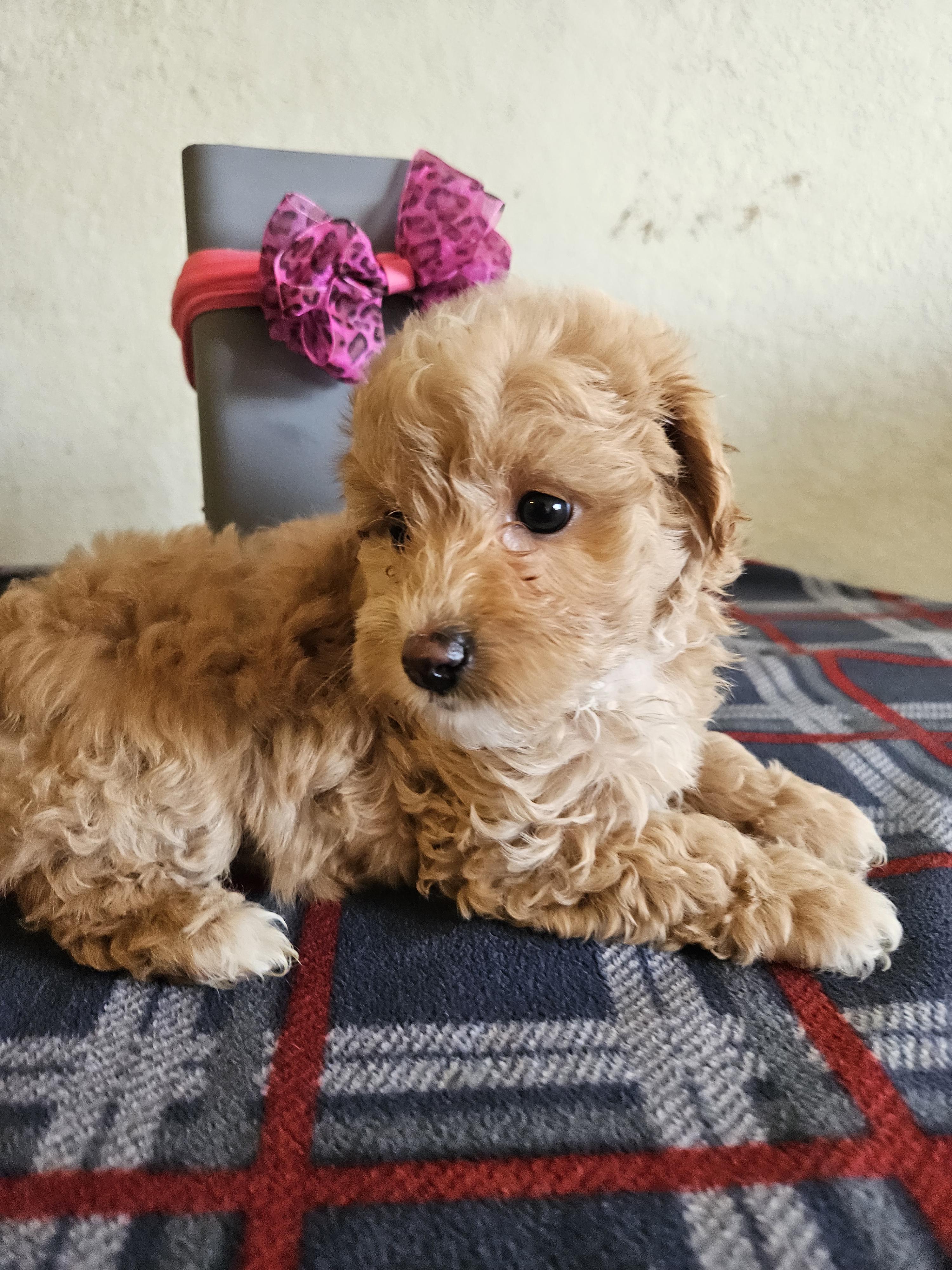 Enlarge  Bella, an adopted mixed breed in Los Angeles, CA image 4/4