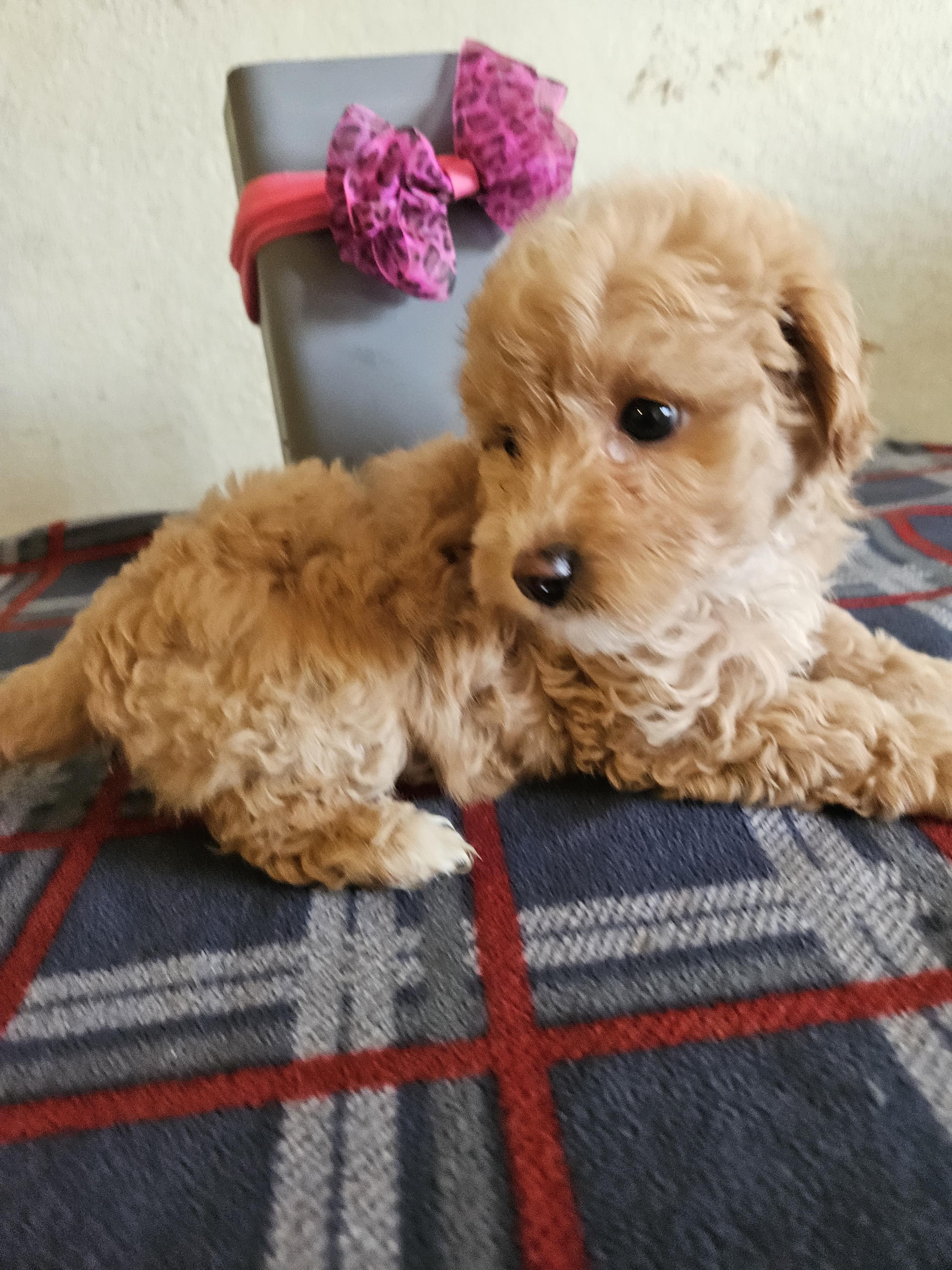  Bella, adopted, Puppy Female Maltipoo.