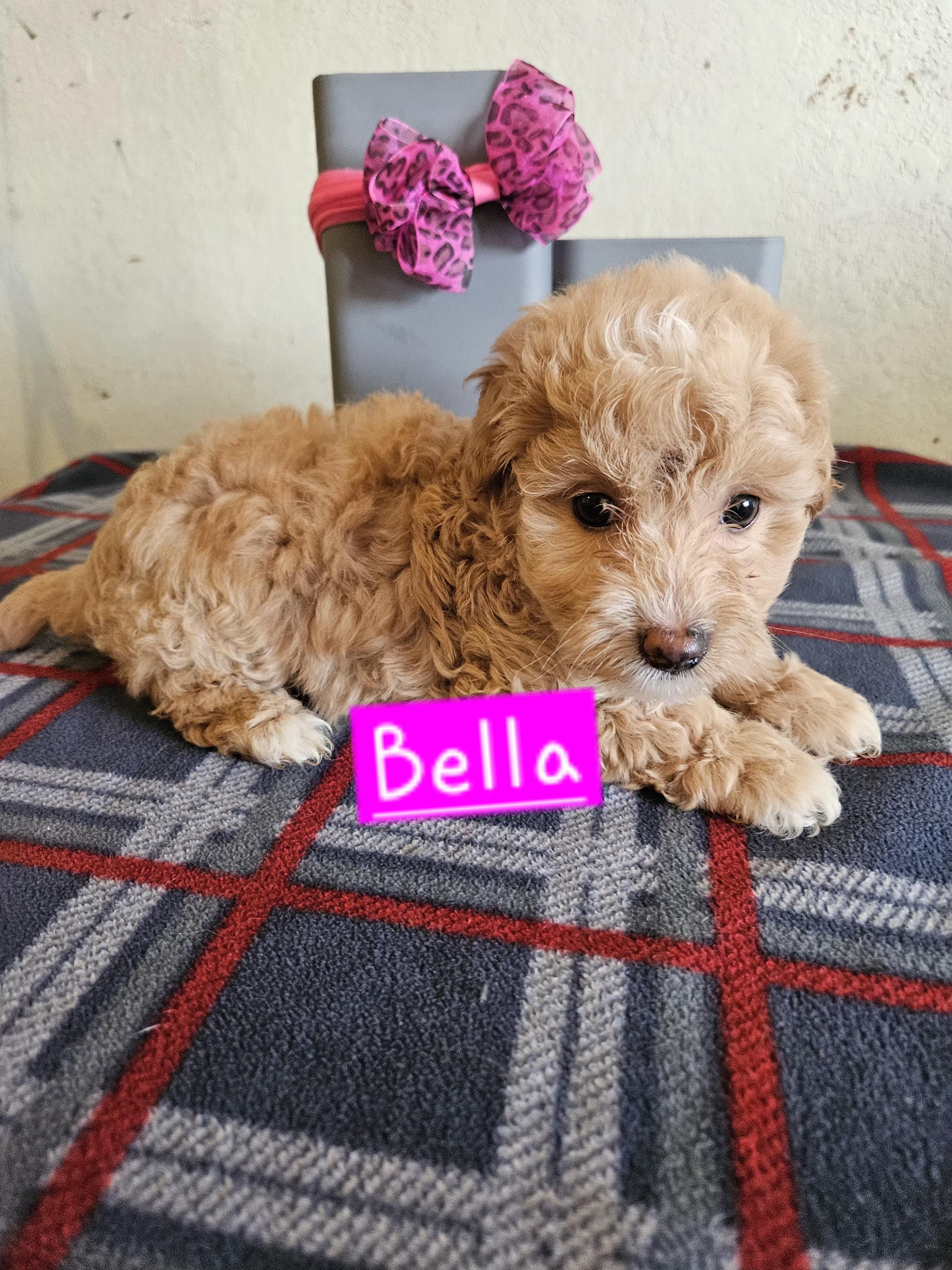 Enlarge  Bella, an adopted mixed breed in Los Angeles, CA image 3/4