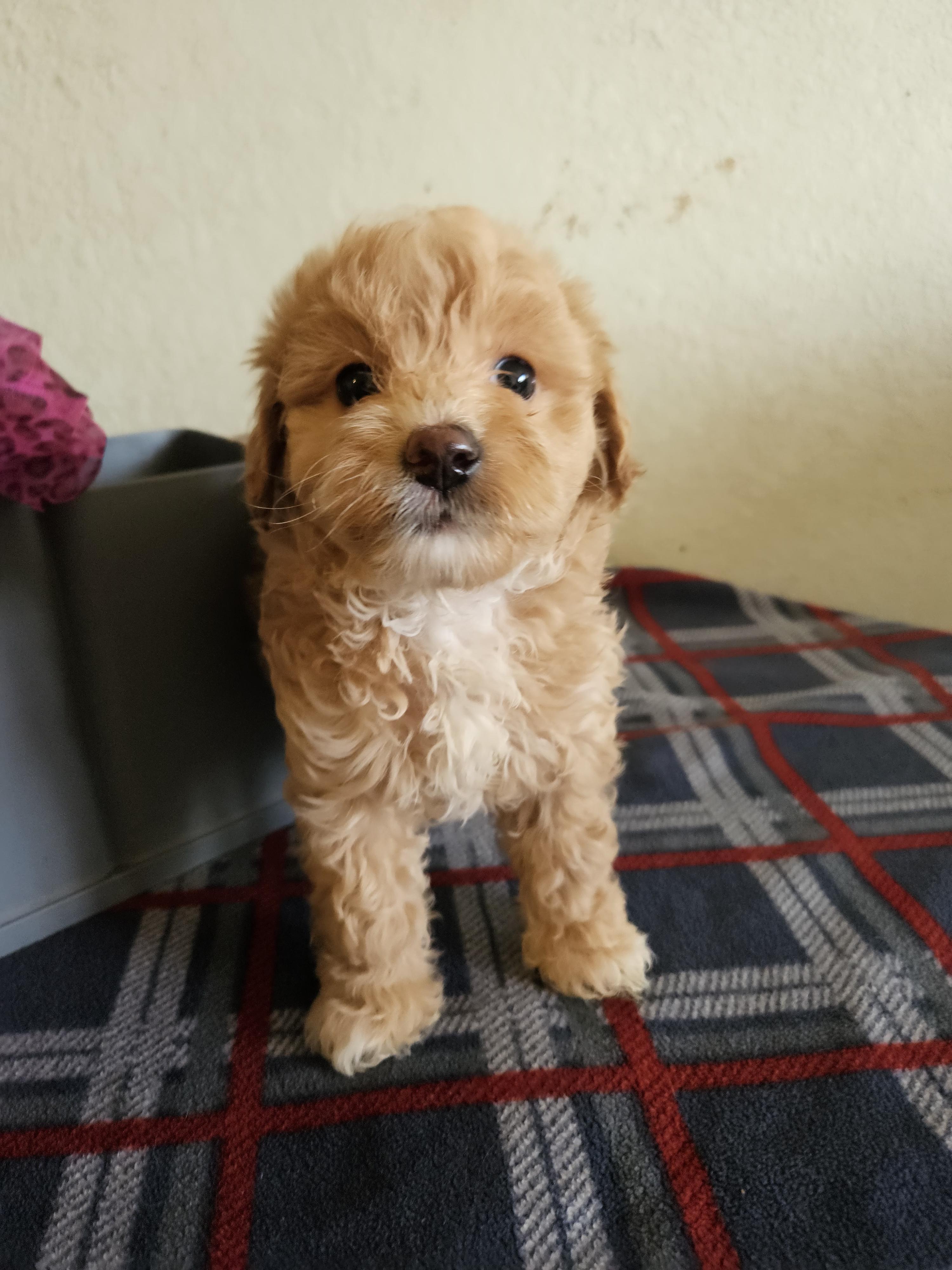 Enlarge  Bella, an adopted mixed breed in Los Angeles, CA image 2/4