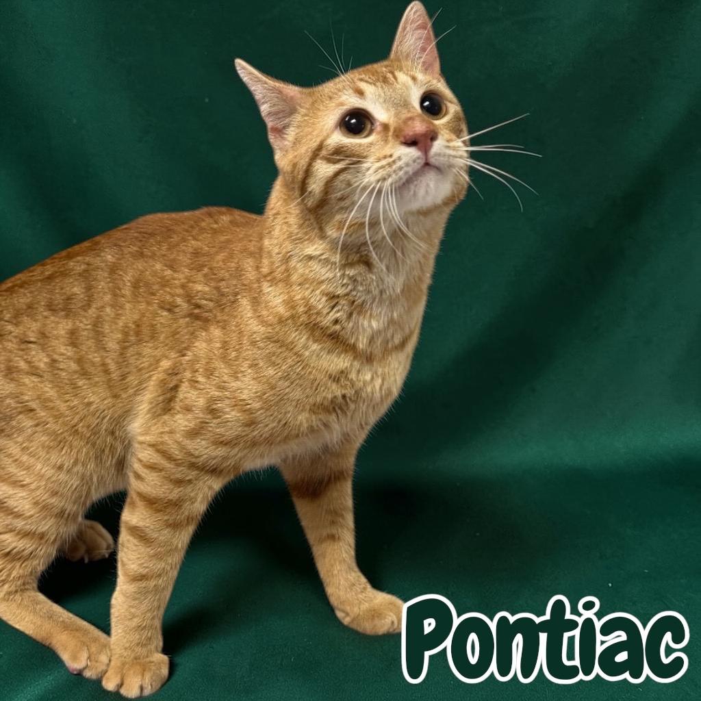 Enlarge Pontiac, a Adopted Domestic Short Hair in Sorrento, LA image 1/2
