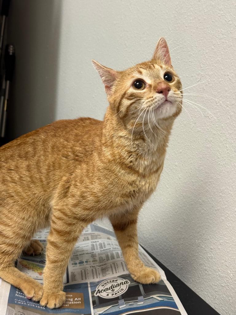 Enlarge Pontiac, a Adopted Domestic Short Hair in Sorrento, LA image 2/2