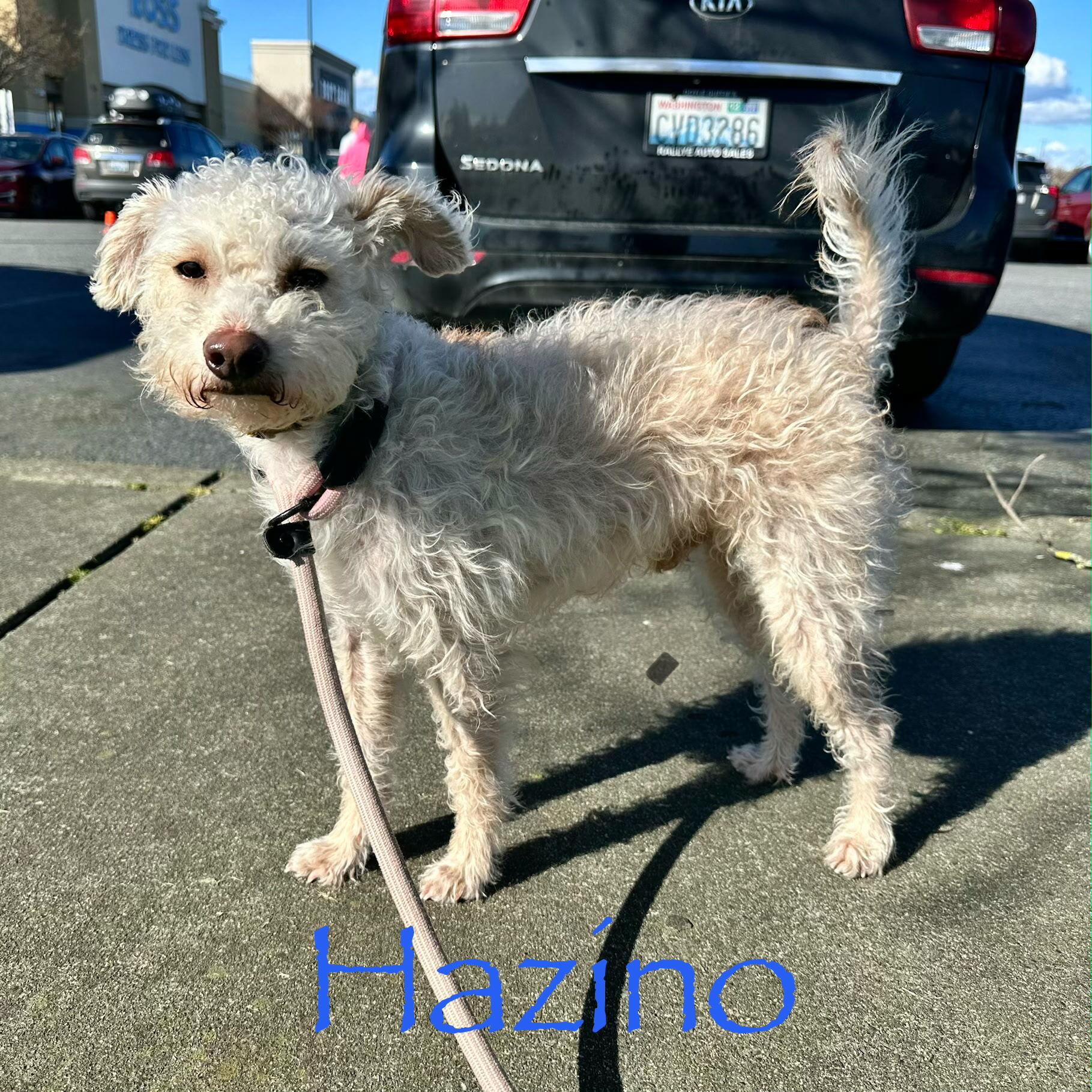 Hazino MV14076-T , Adoptable, Adult Male Poodle.