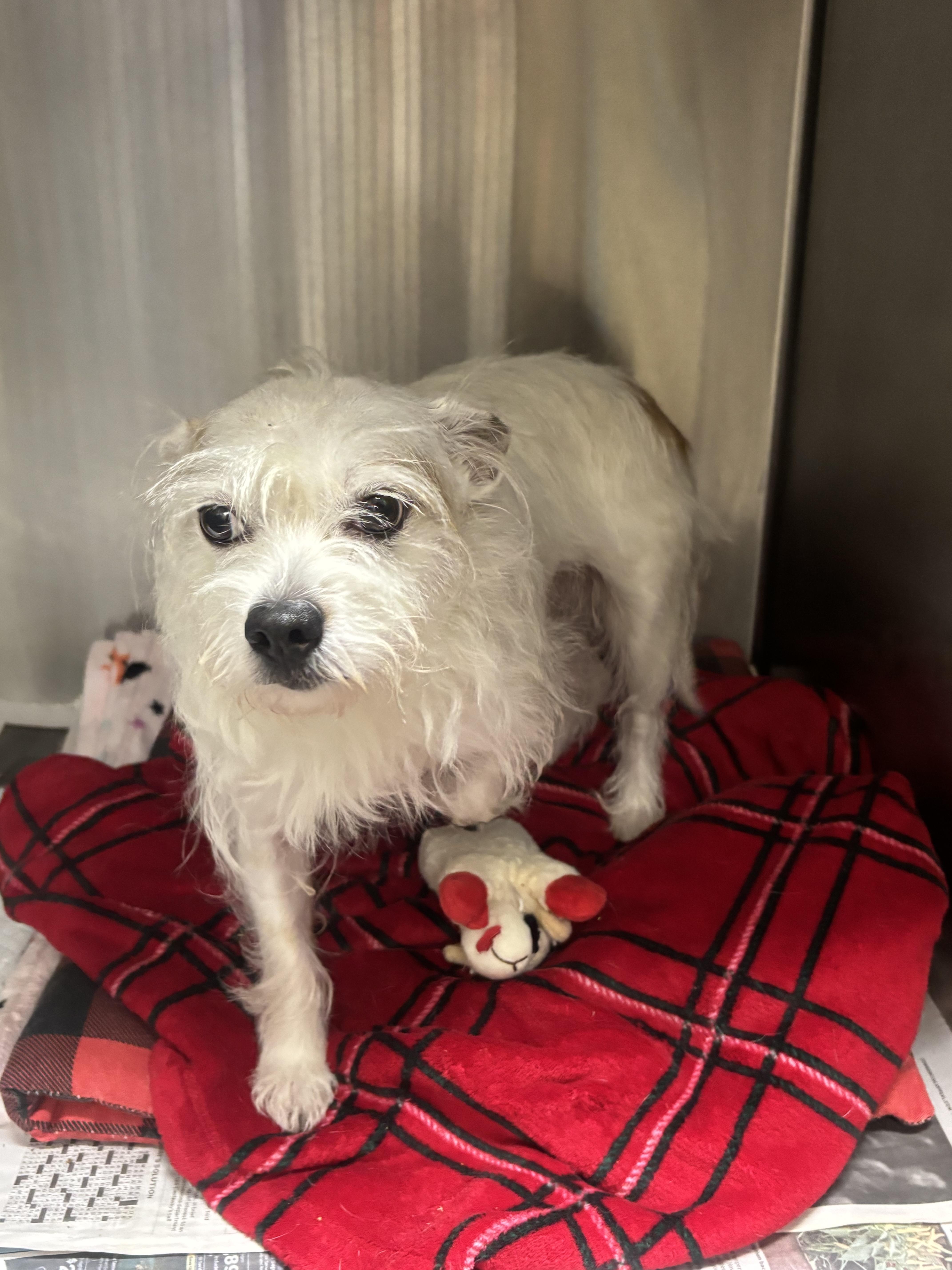 Peppy, an adoptable Norfolk Terrier in Collierville, TN, 38017 | Photo Image 2