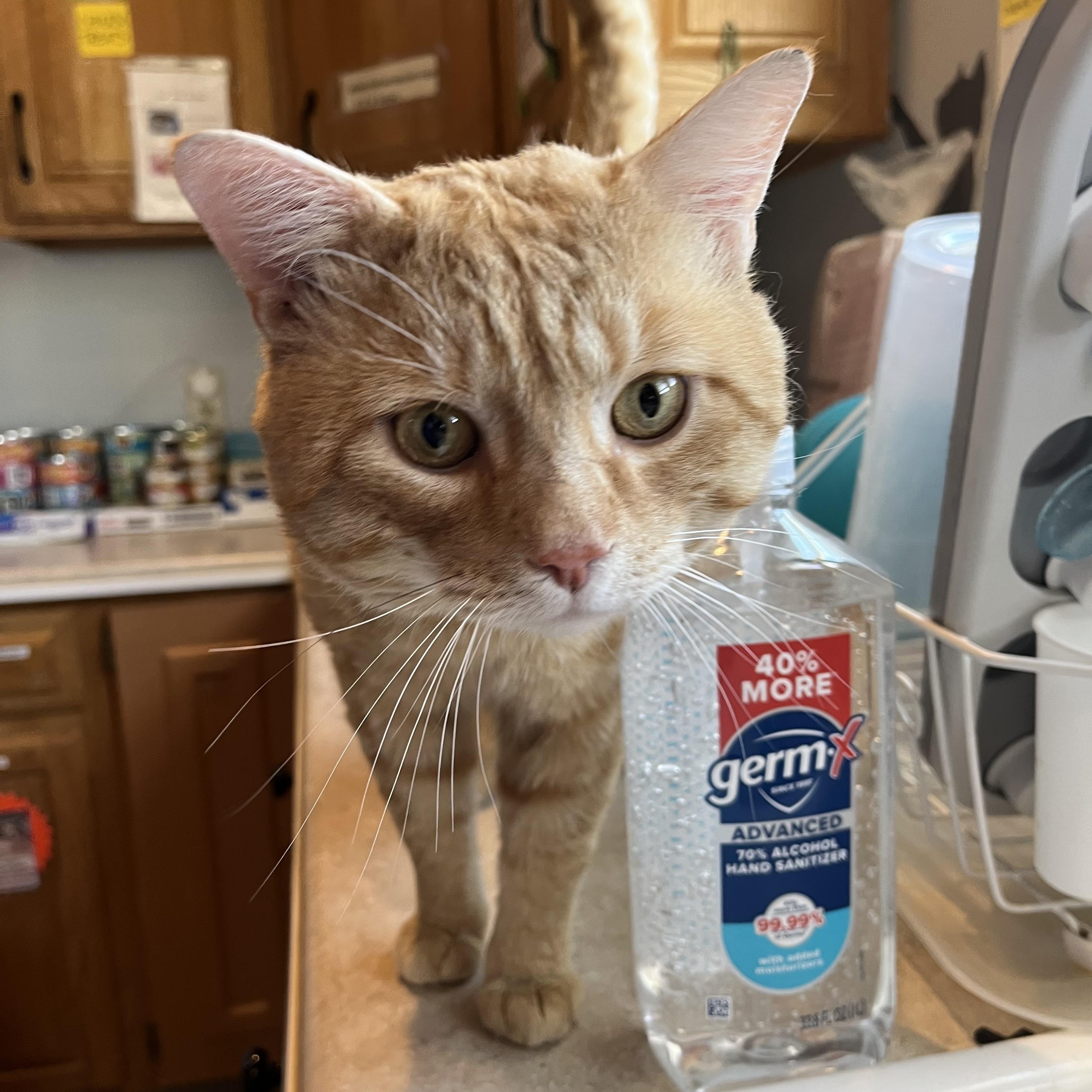 Enlarge Steak n' Cheese, an adopted Domestic Short Hair in Salisbury, MA image 5/6