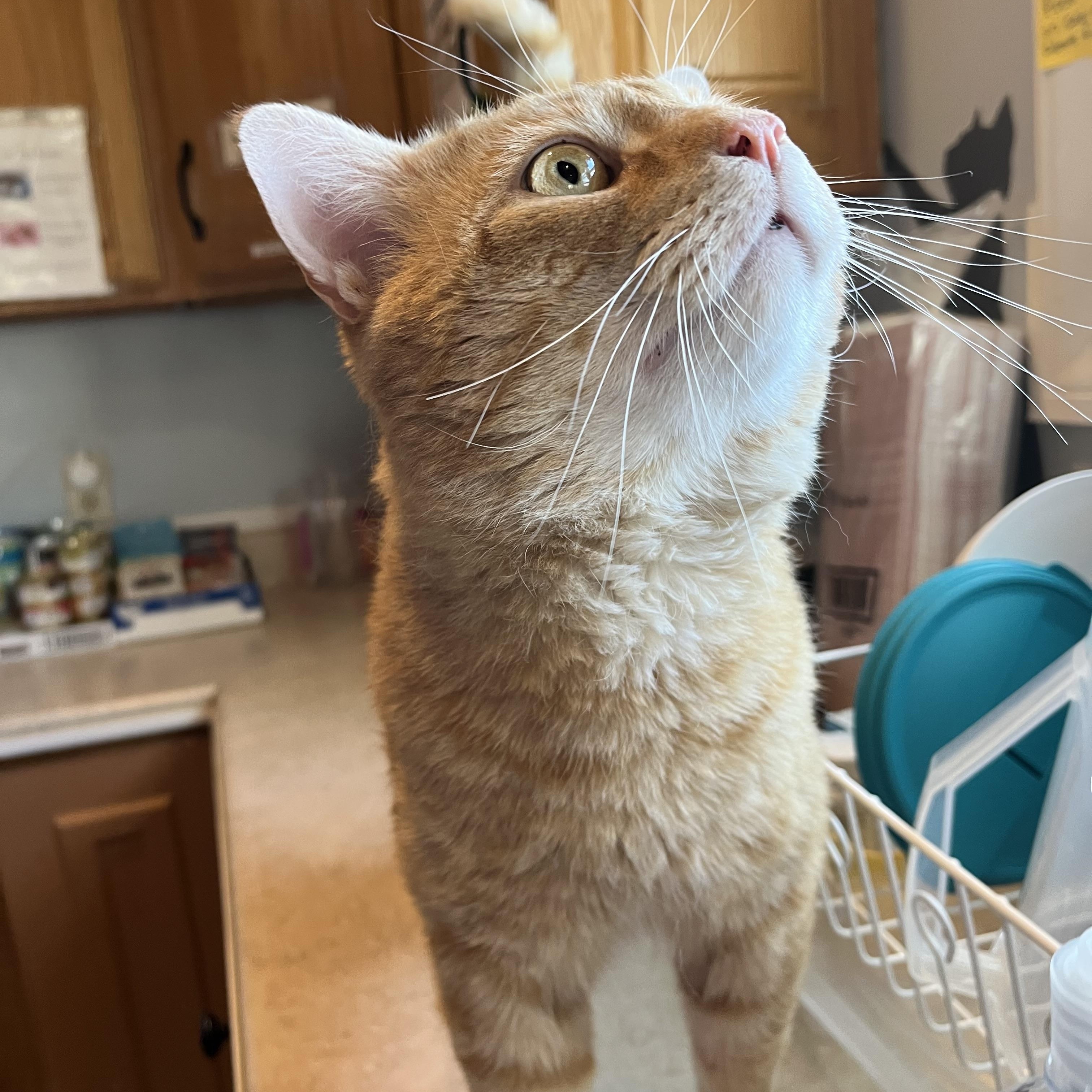 Enlarge Steak n' Cheese, an adopted Domestic Short Hair in Salisbury, MA image 3/6