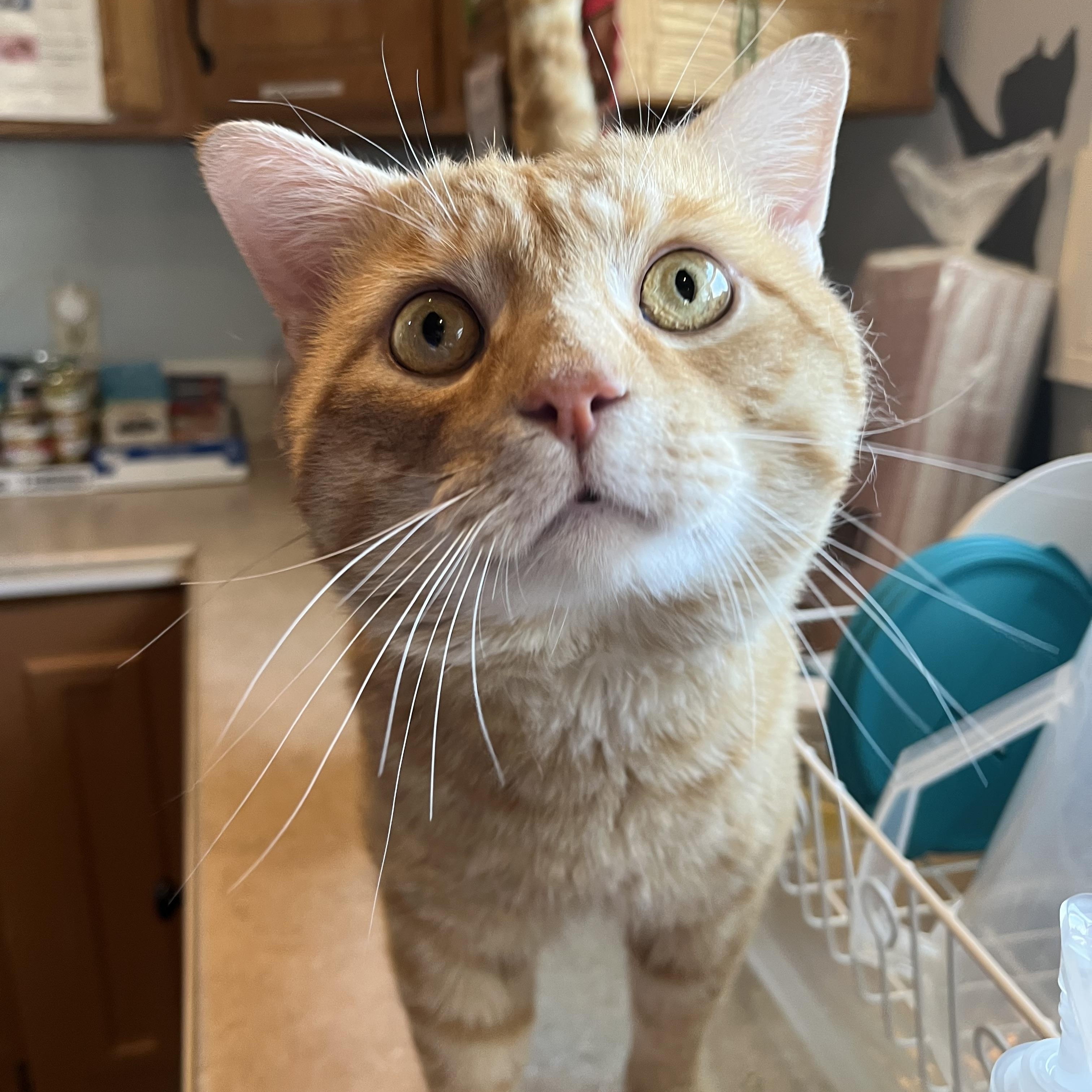 Steak n' Cheese, adopted, Adult Male Domestic Short Hair.