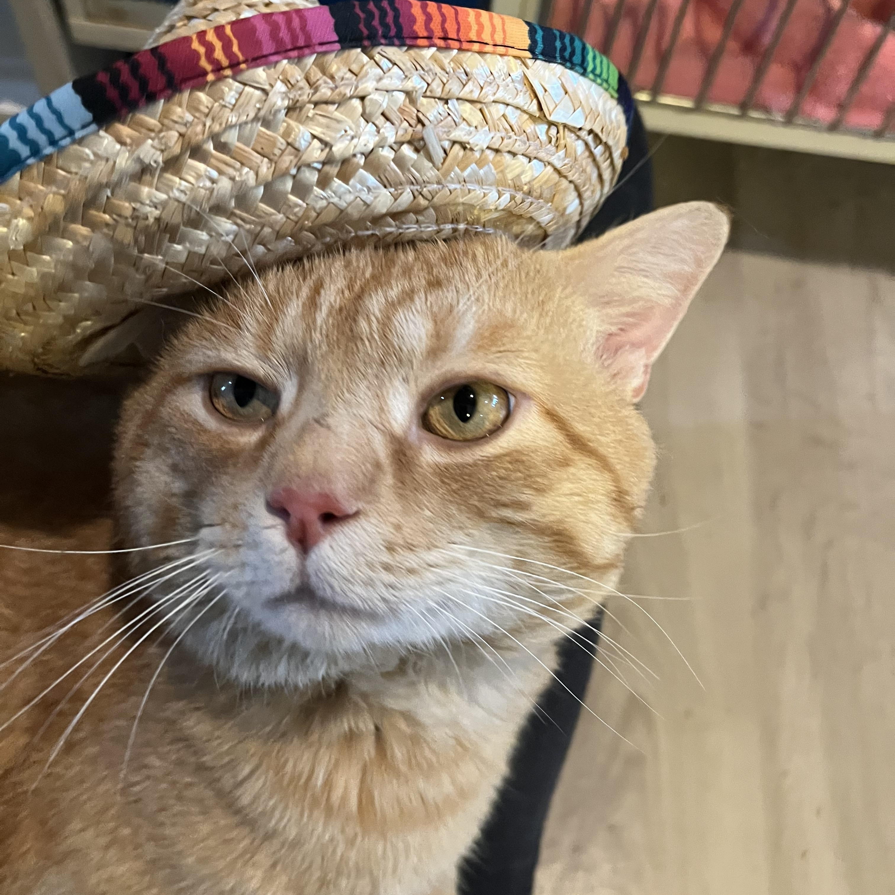 Enlarge Steak n' Cheese, an adopted Domestic Short Hair in Salisbury, MA image 2/6