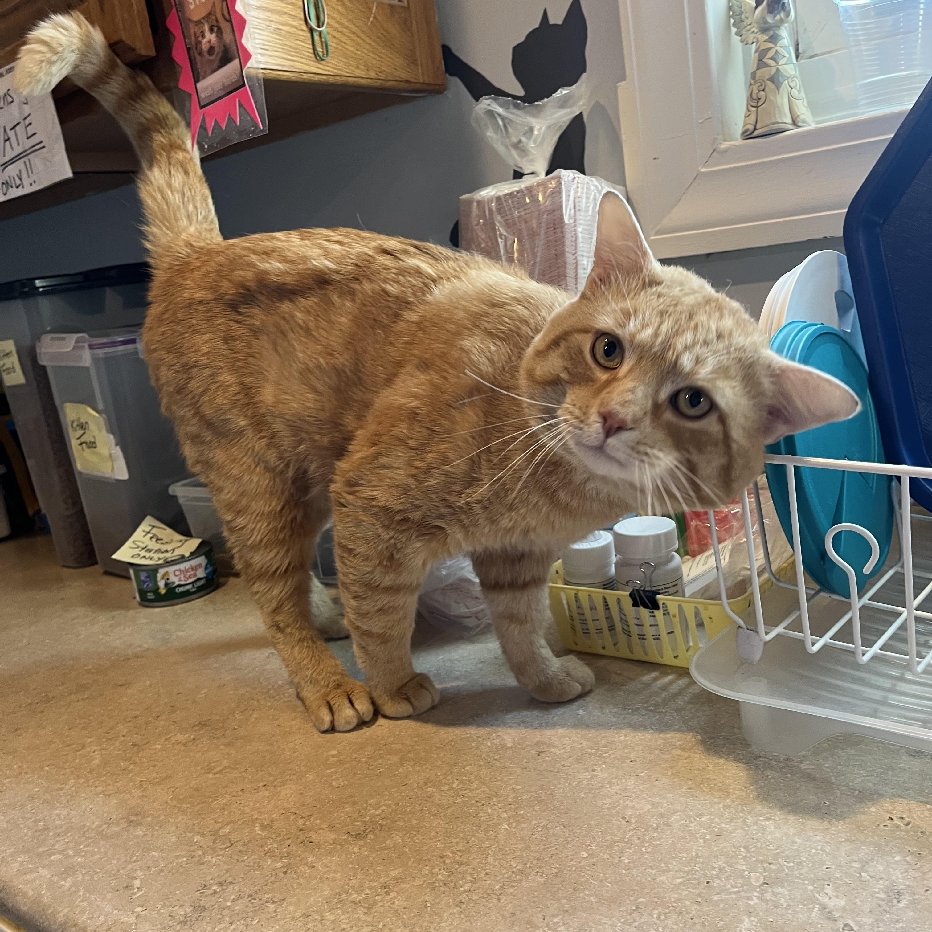 Enlarge Steak n' Cheese, an adopted Domestic Short Hair in Salisbury, MA image 4/6
