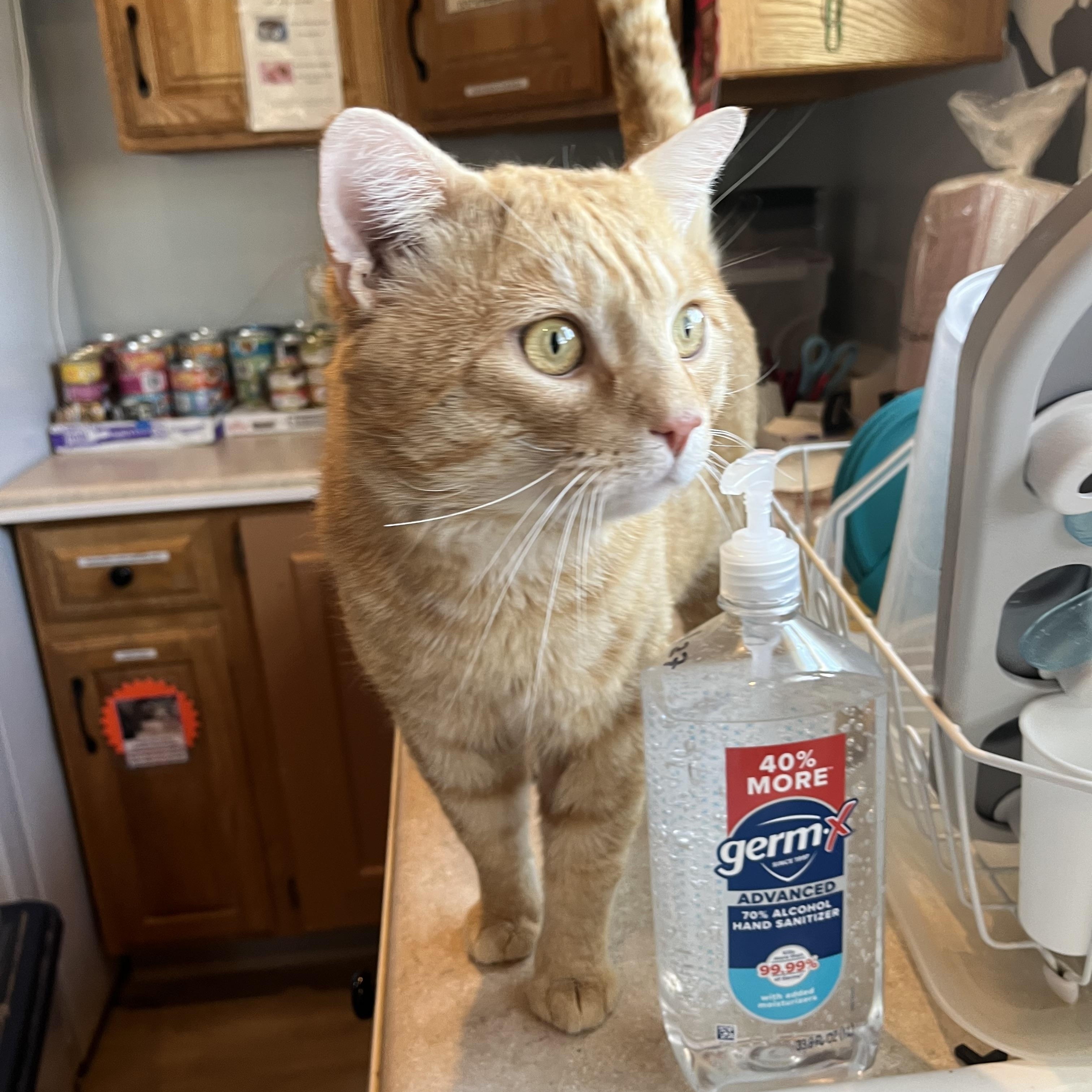 Enlarge Steak n' Cheese, an adopted Domestic Short Hair in Salisbury, MA image 6/6