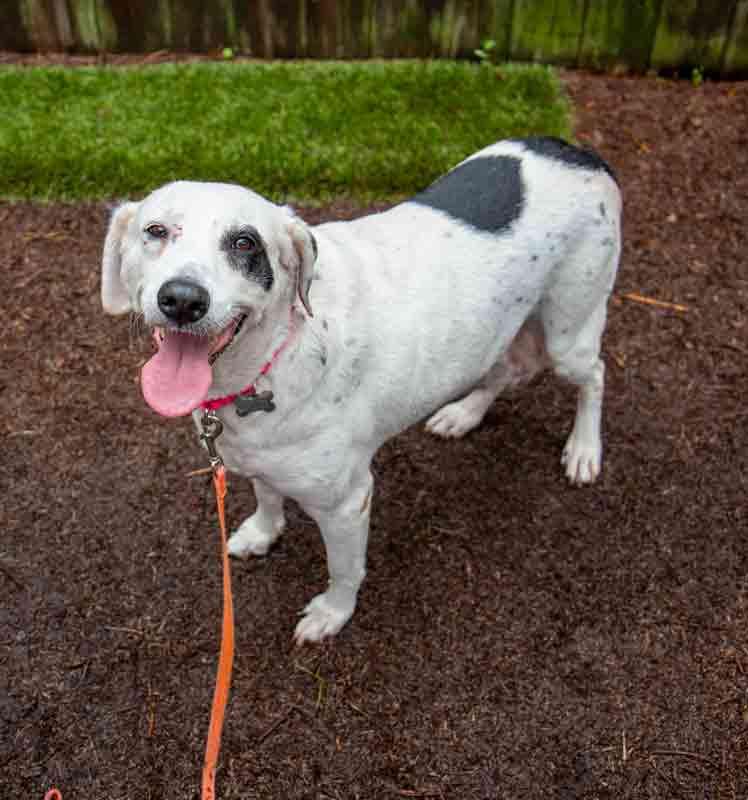 Enlarge Agnes, a Adoptable mixed breed in Kennesaw, GA image 6/6