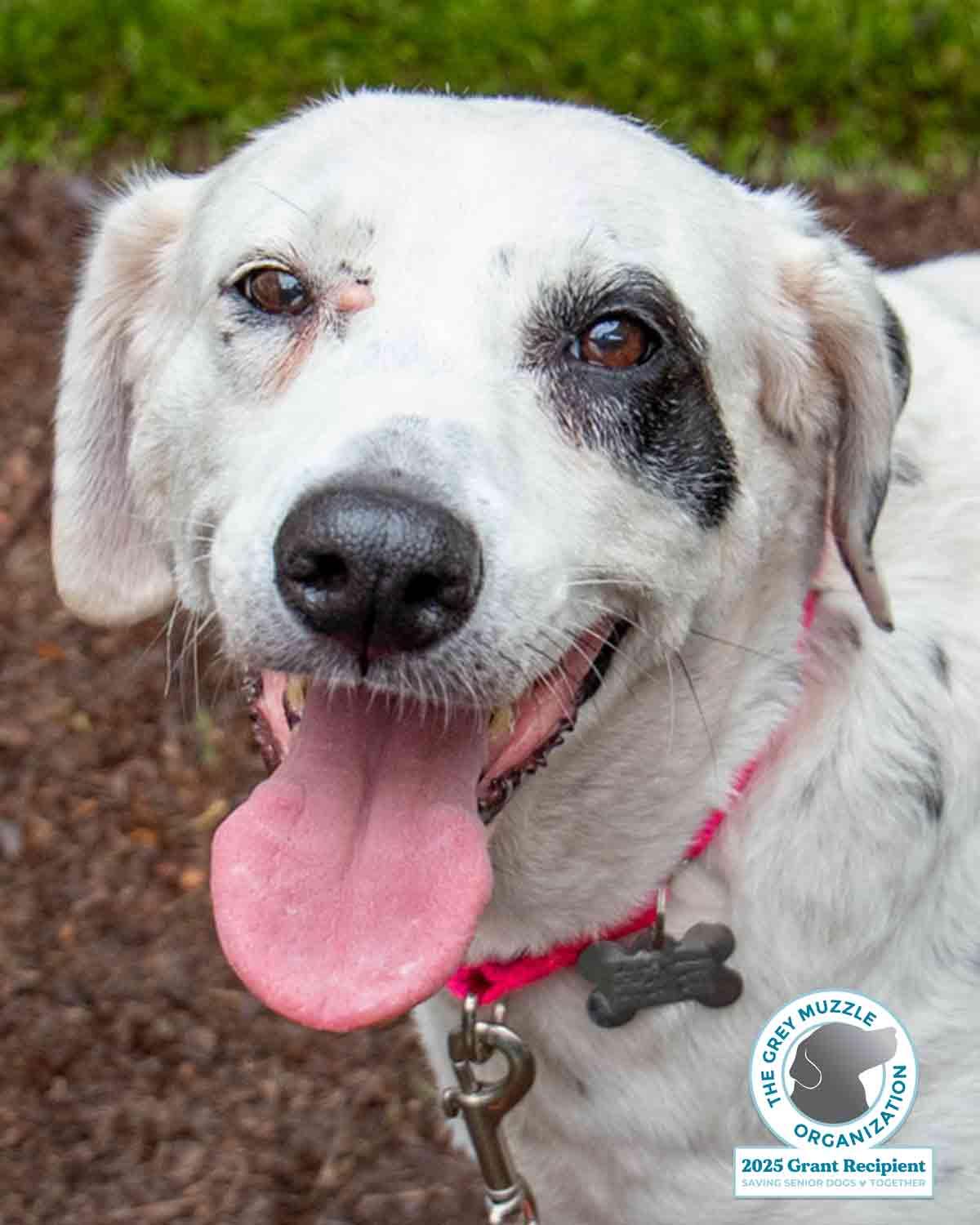 Enlarge Agnes, a Adoptable mixed breed in Kennesaw, GA image 1/6