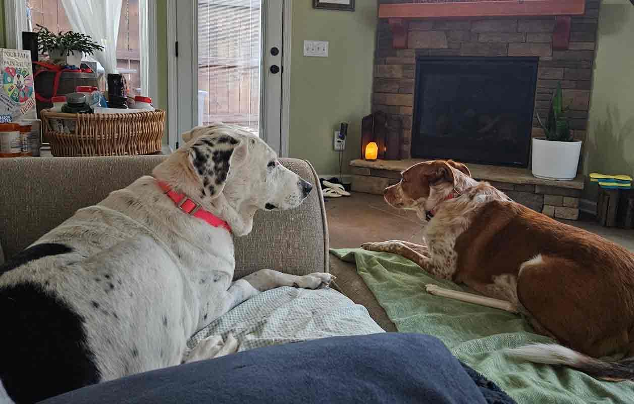 Enlarge Agnes, a Adoptable mixed breed in Kennesaw, GA image 4/6