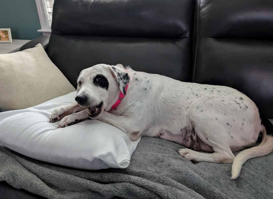 Enlarge Agnes, a Adoptable mixed breed in Kennesaw, GA image 2/6