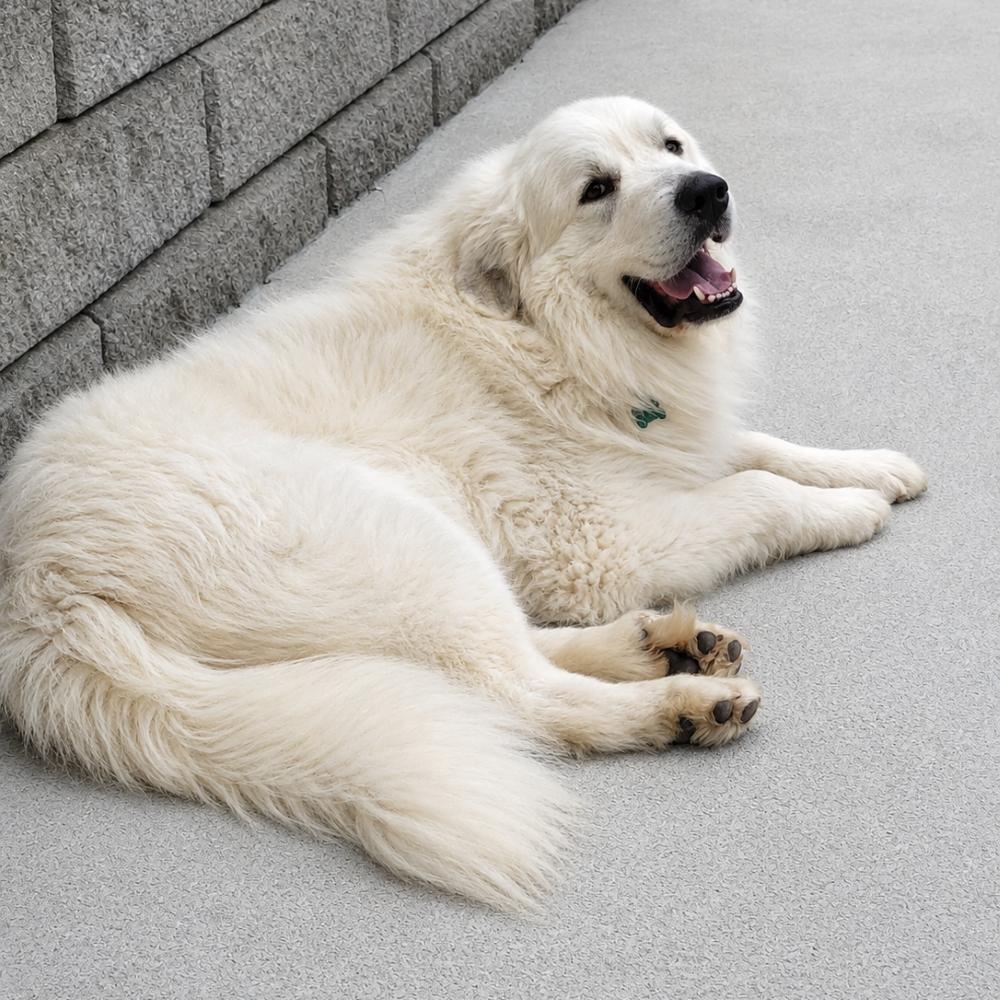 Enlarge Koa, an adopted Great Pyrenees in Atlanta, GA image 3/3