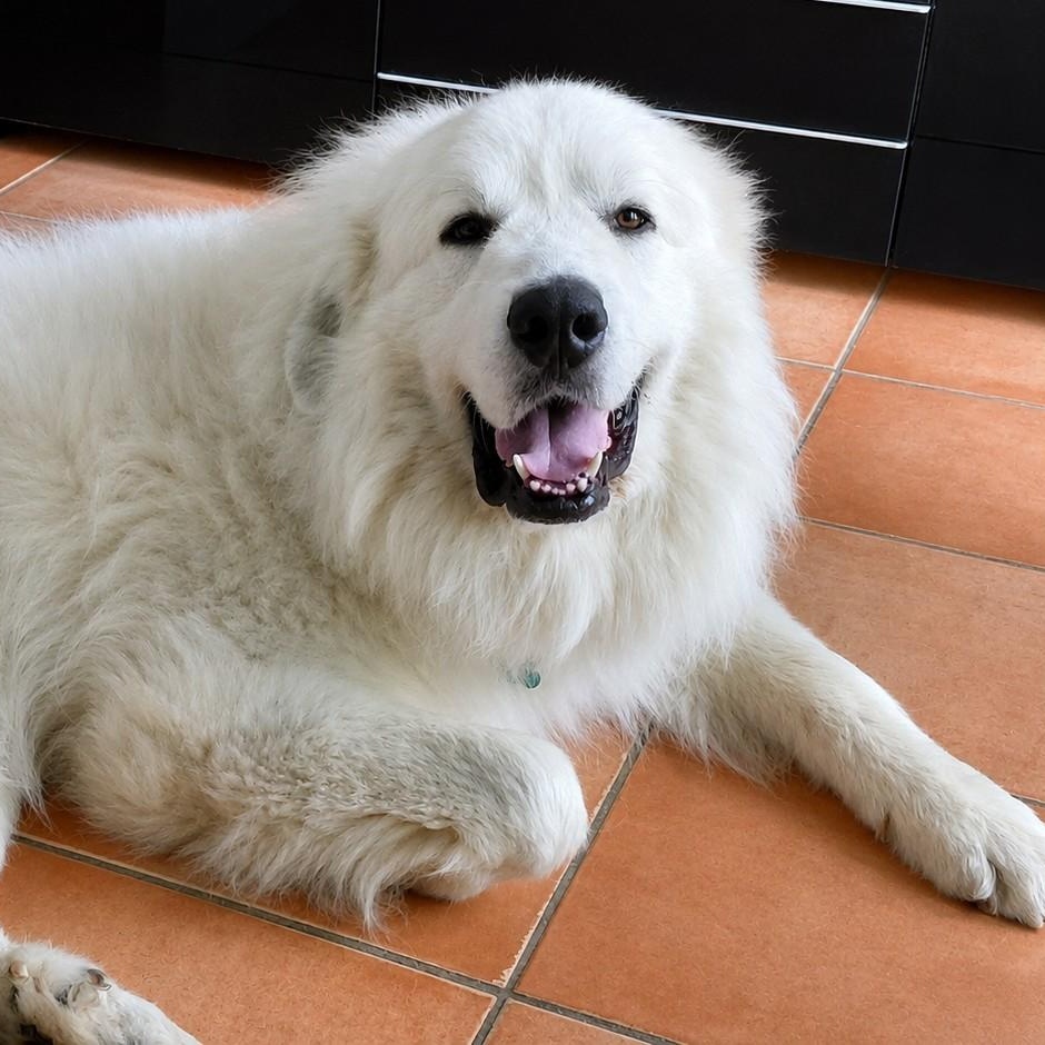 Koa, adopted, Adult Male Great Pyrenees.