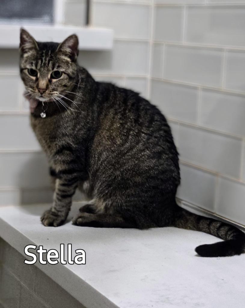 Stella, a Adoptable mixed breed in Spring, TX image 1/5