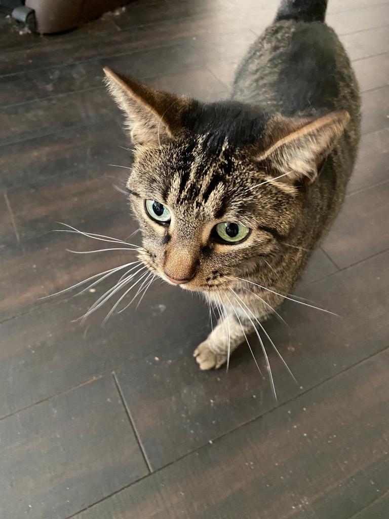 Stella, Adoptable, Adult Female Domestic Short Hair.