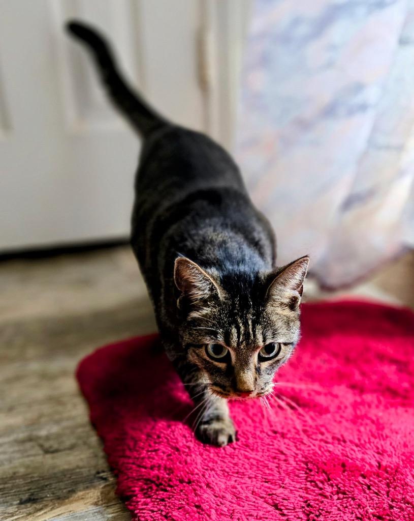 Stella, a Adoptable mixed breed in Spring, TX image 3/5