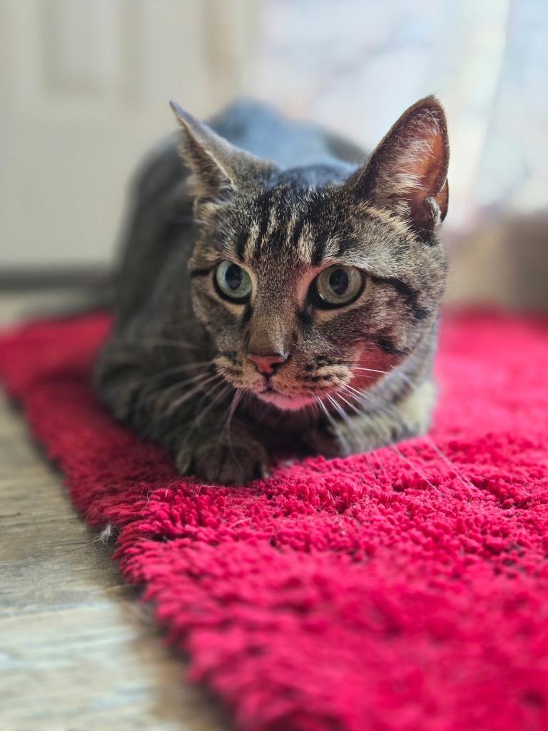 Stella, a Adoptable mixed breed in Spring, TX image 4/5