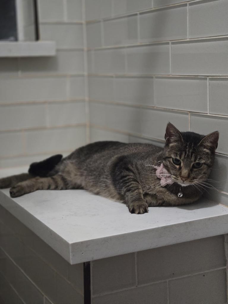 Stella, a Adoptable mixed breed in Spring, TX image 5/5