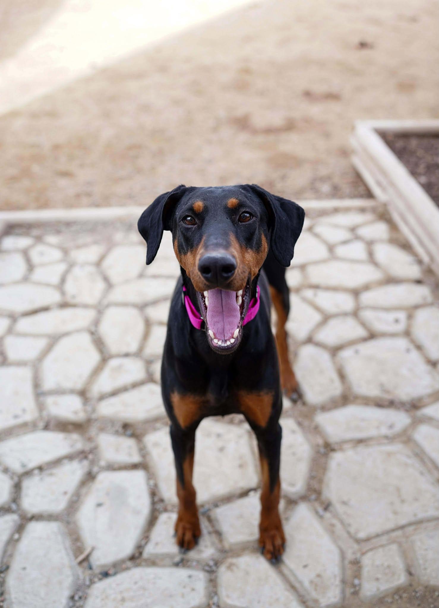 Ripley, Adopted, Adult Female Doberman Pinscher.