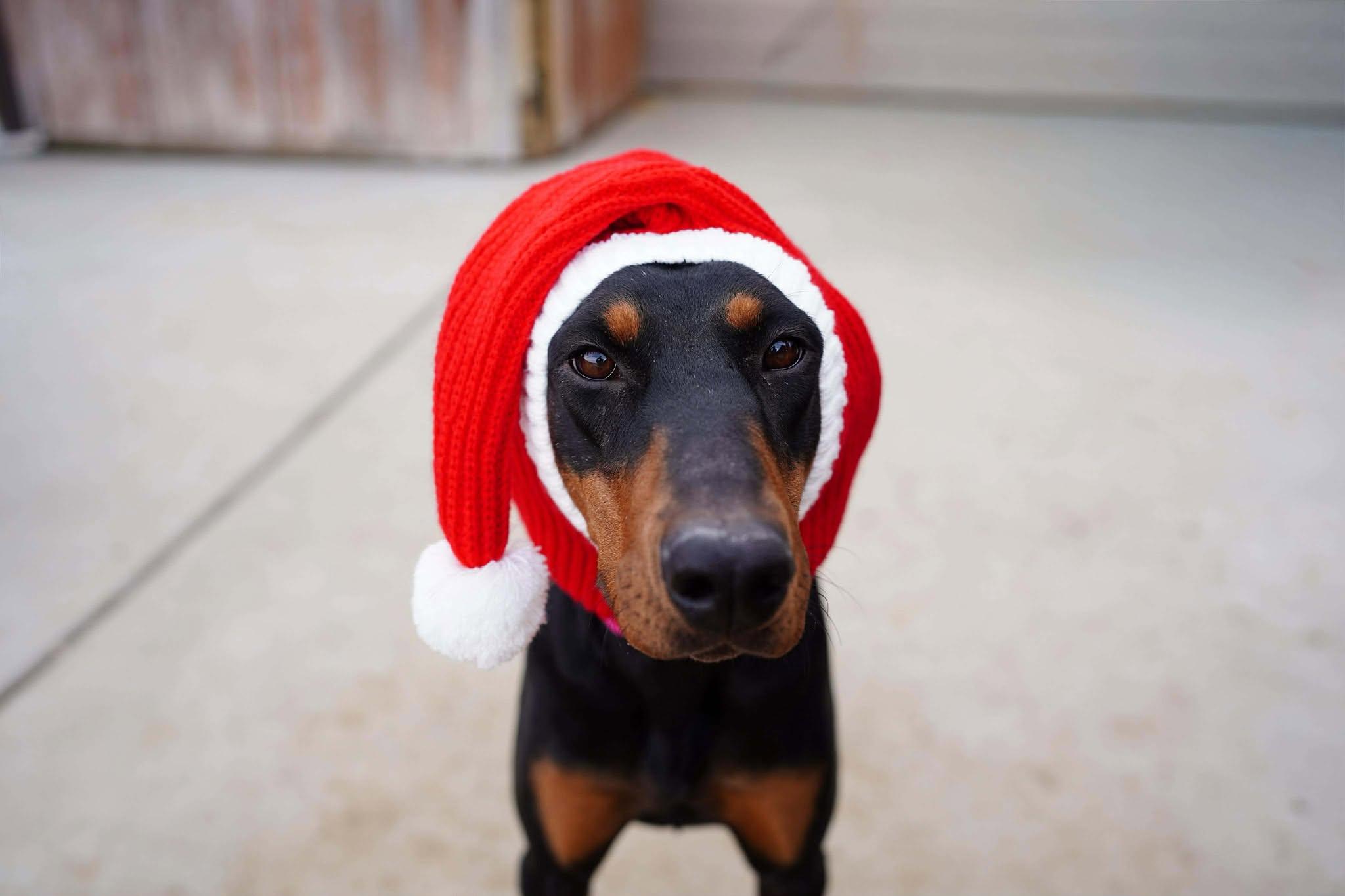 Ripley, Adopted, Adult Female Doberman Pinscher.