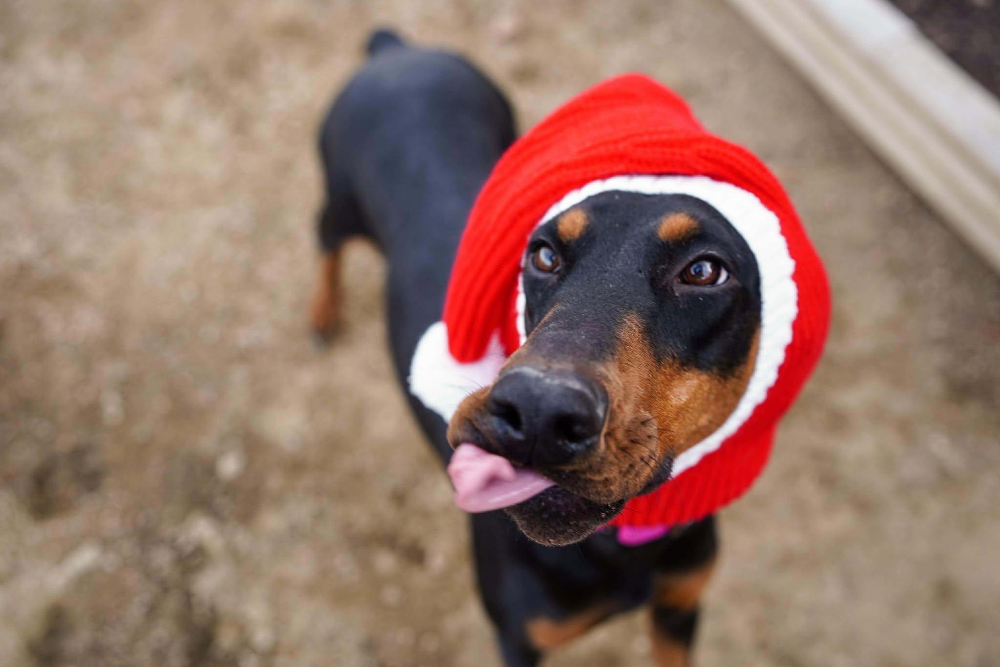 Ripley, a Adopted Doberman Pinscher in Denver, CO image 3/5