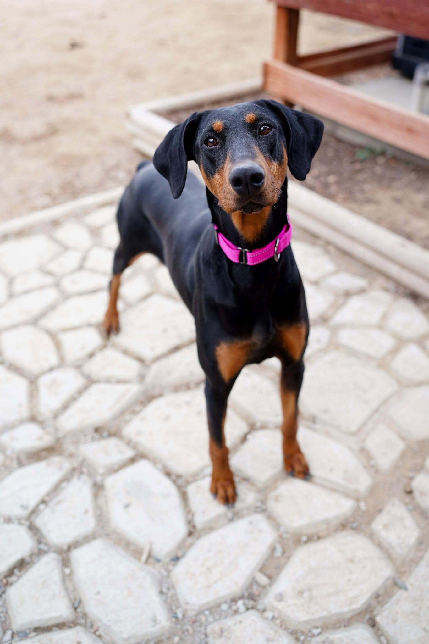 Ripley, a Adopted Doberman Pinscher in Denver, CO image 4/5