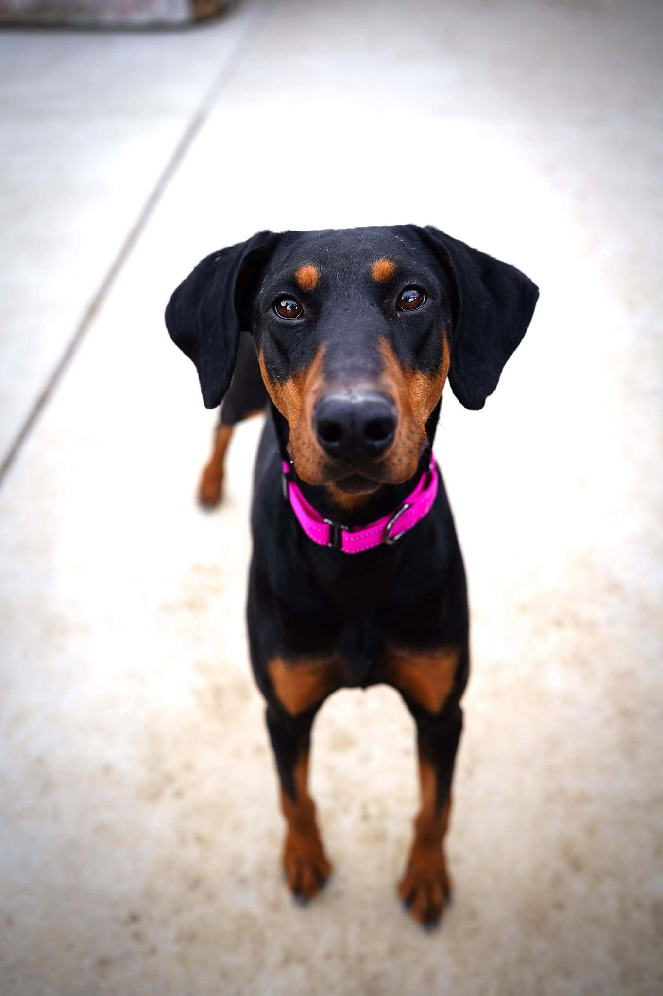 Ripley, a Adopted Doberman Pinscher in Denver, CO image 5/5