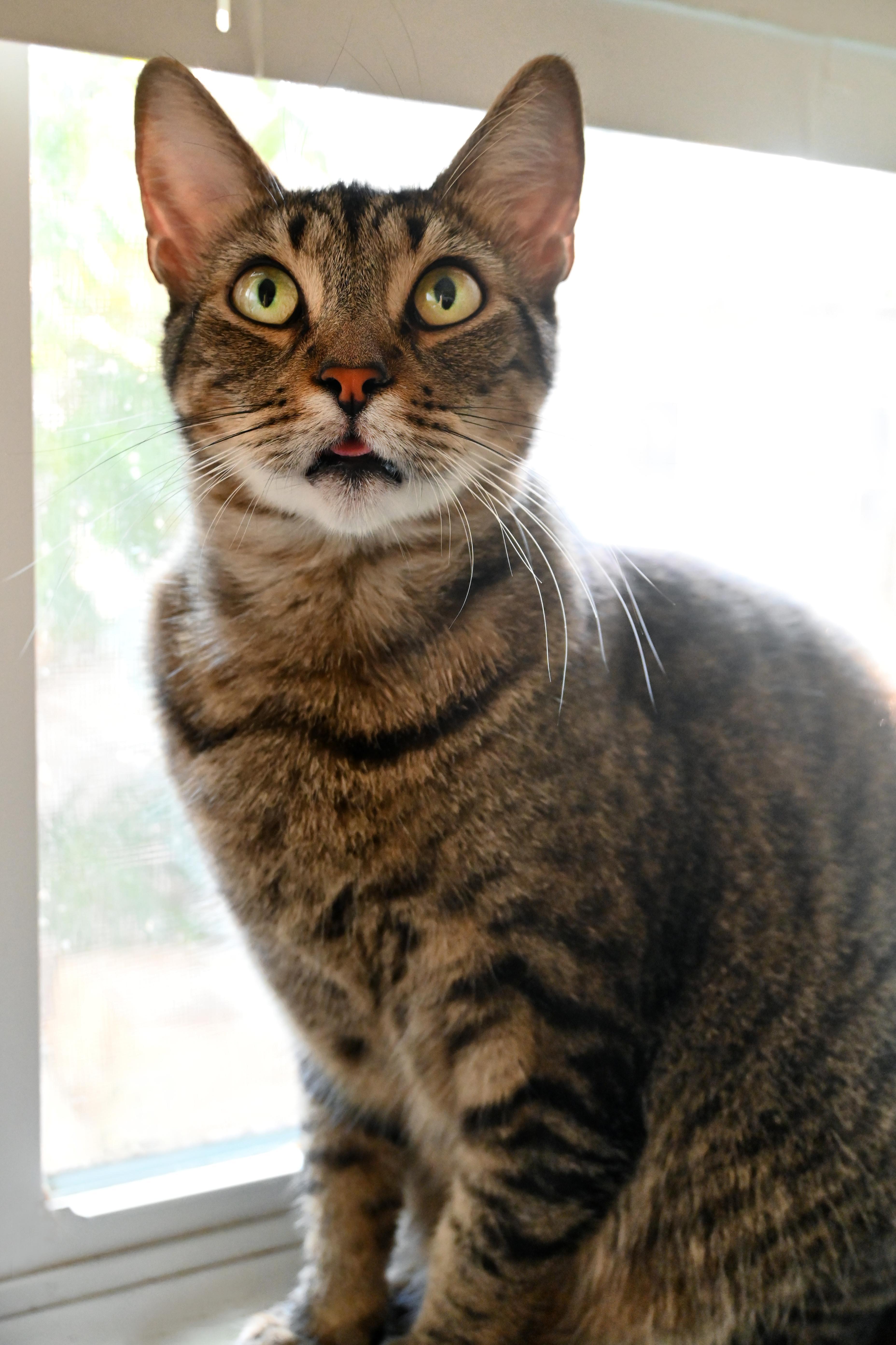 Toby, a Adoptable Domestic Short Hair in Orlando, FL image 1/4