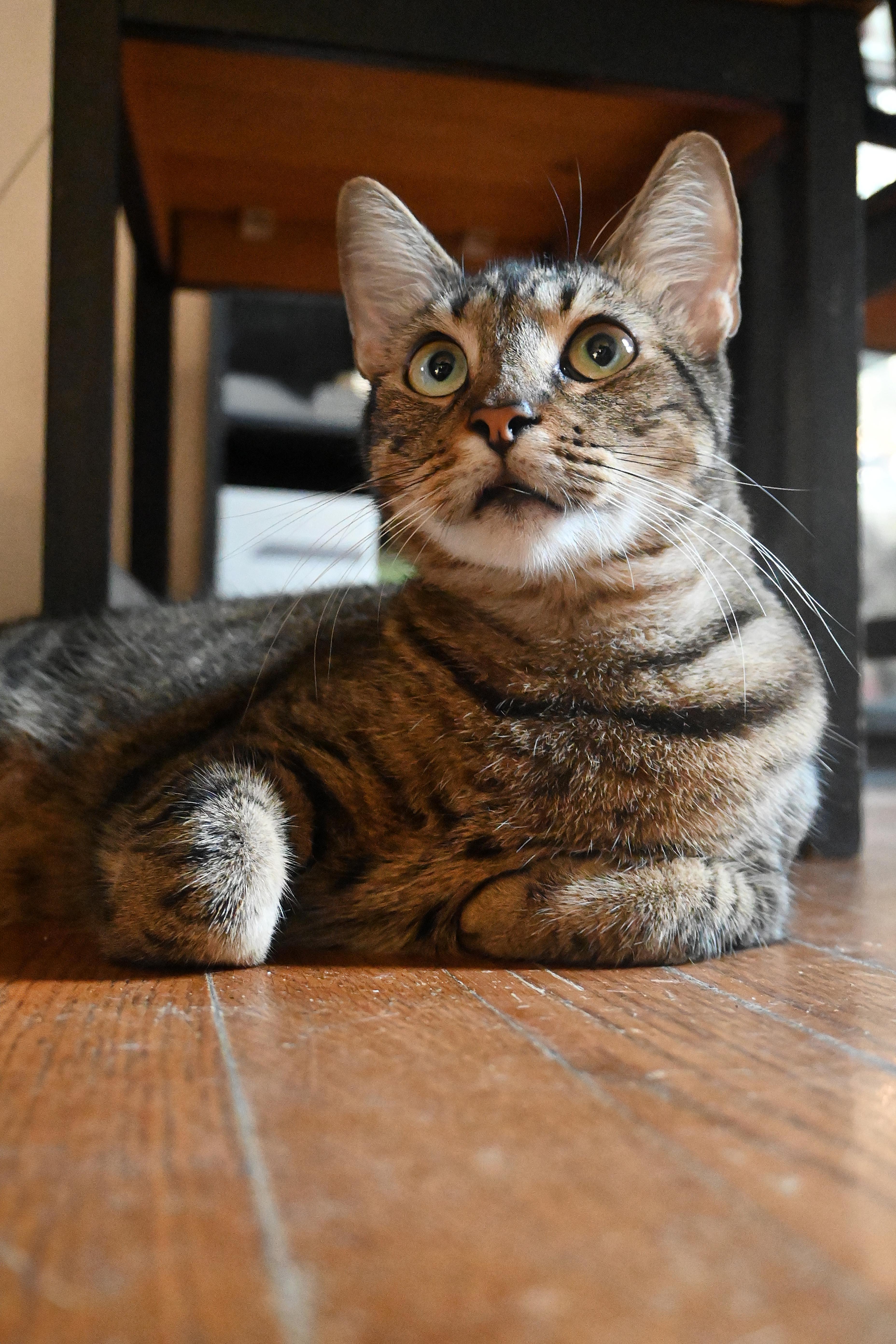 Toby, a Adoptable Domestic Short Hair in Orlando, FL image 2/4