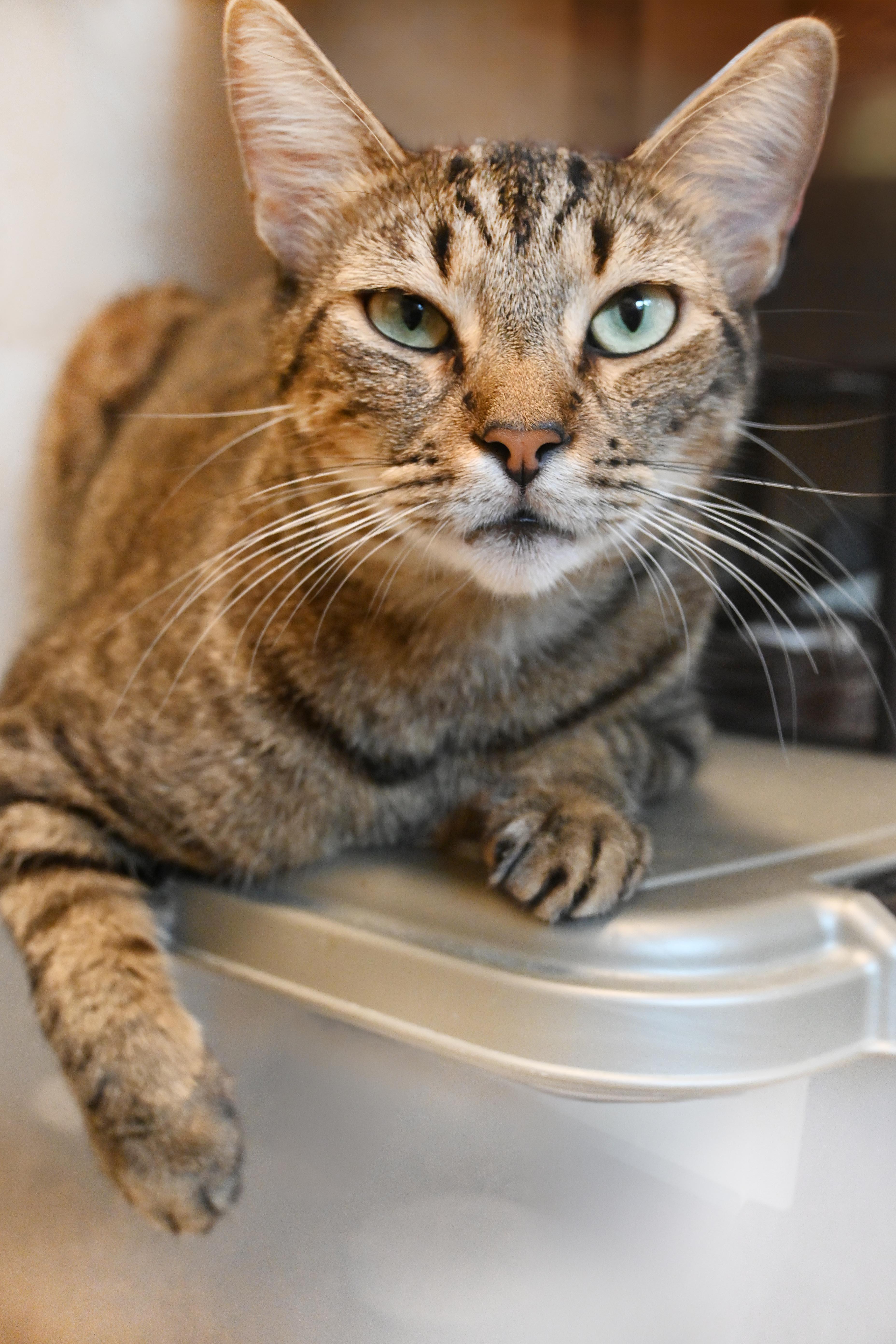 Toby, a Adoptable Domestic Short Hair in Orlando, FL image 4/4