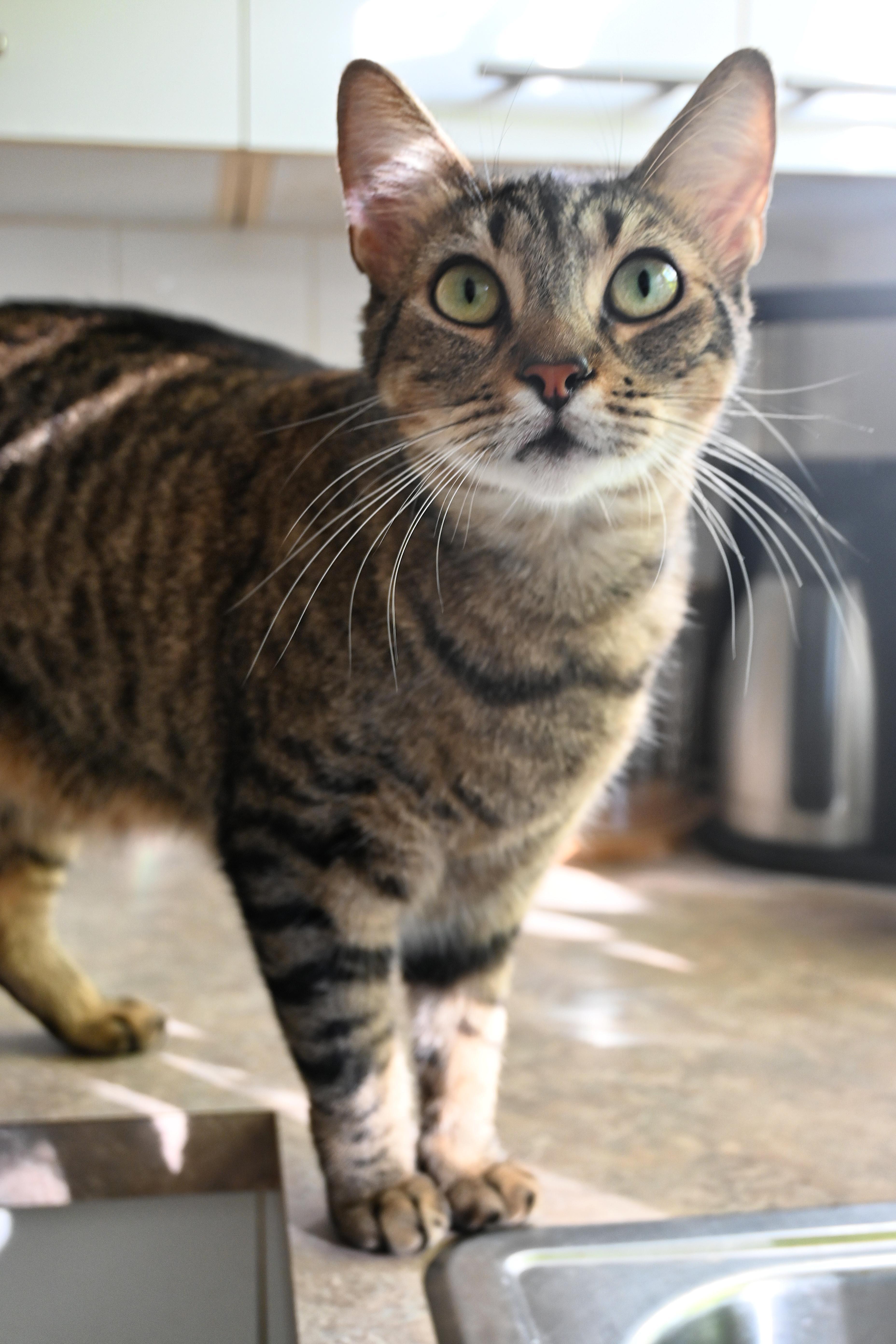 Toby, a Adoptable Domestic Short Hair in Orlando, FL image 3/4