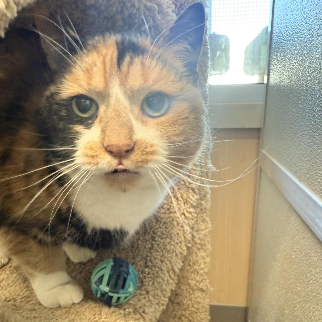 Enlarge Callie- Anne, a Adoptable Domestic Short Hair in Branford, CT image 1/1