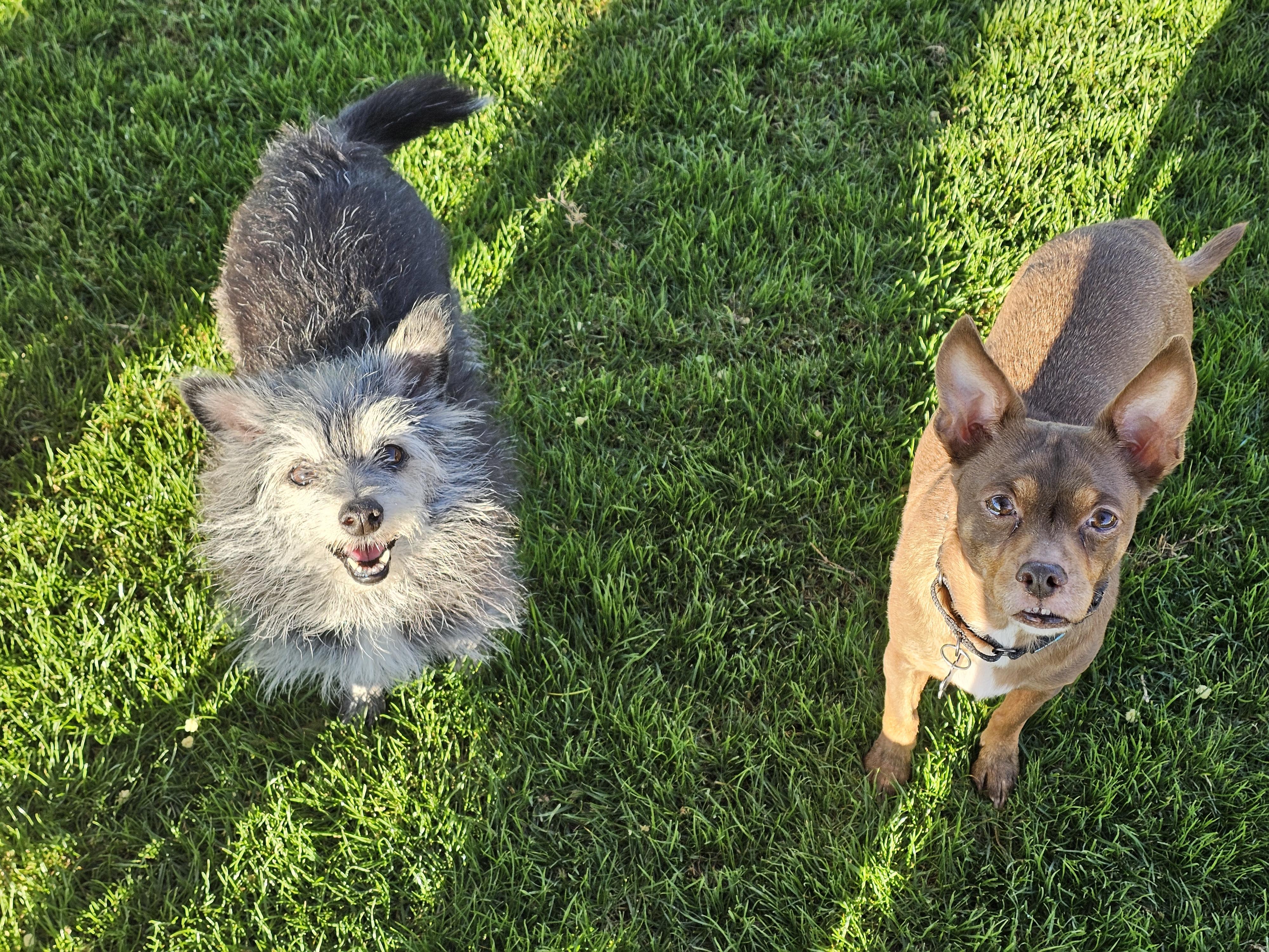 Enlarge Selena, a Adoptable mixed breed in Mesa, AZ image 3/6