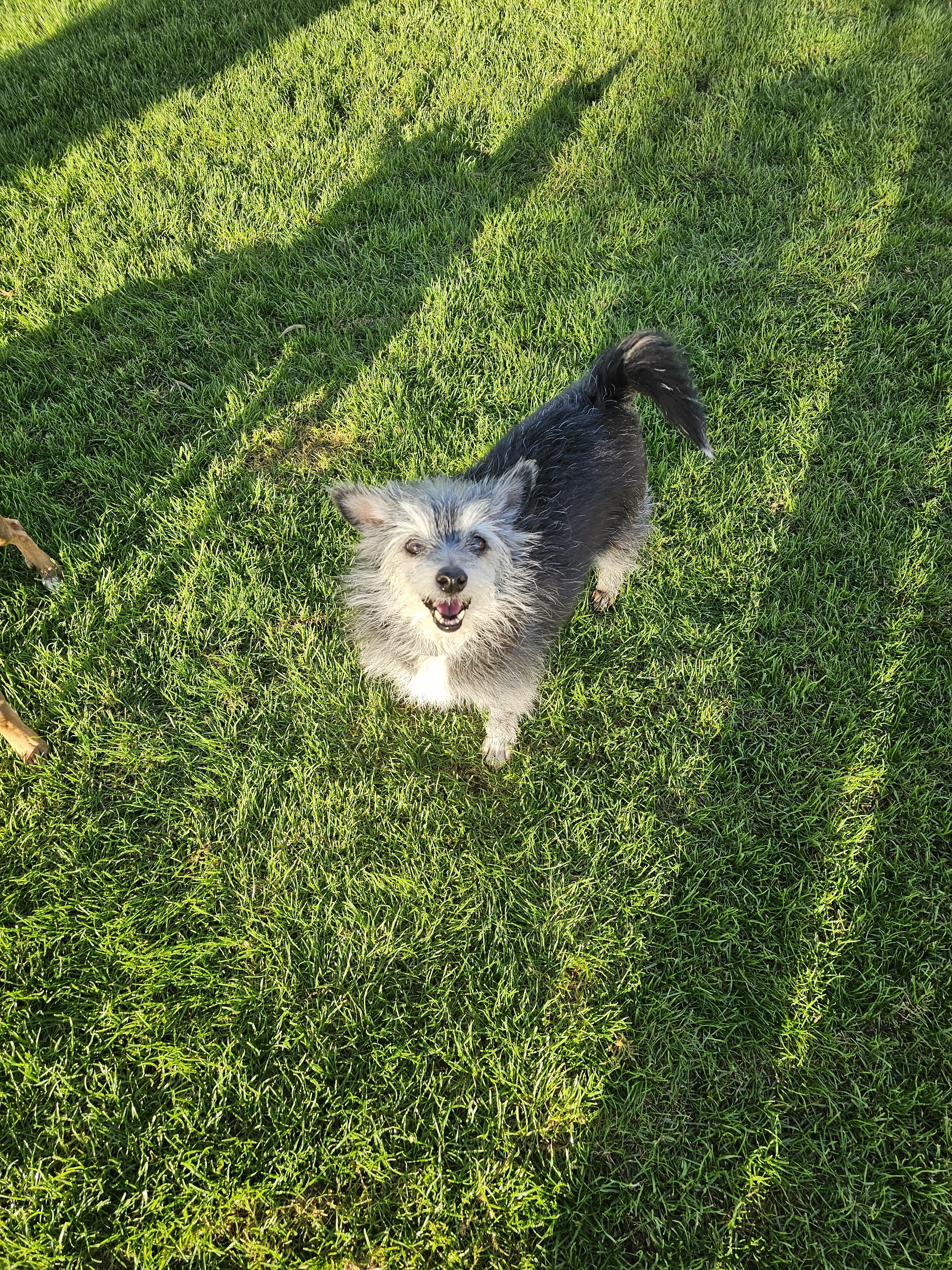Enlarge Selena, a Adoptable mixed breed in Mesa, AZ image 5/6