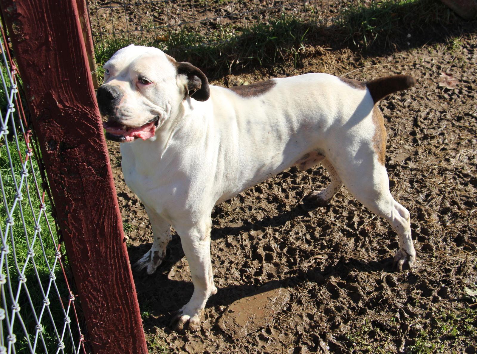 Blu, Adoptable, Adult Male Boxer.