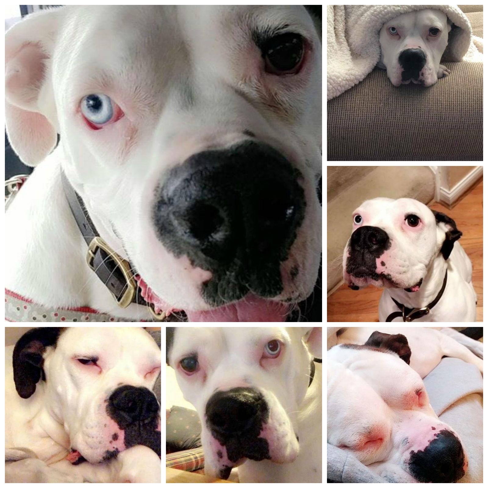 Enlarge Blu, a Adoptable Boxer in Poland, IN image 2/3