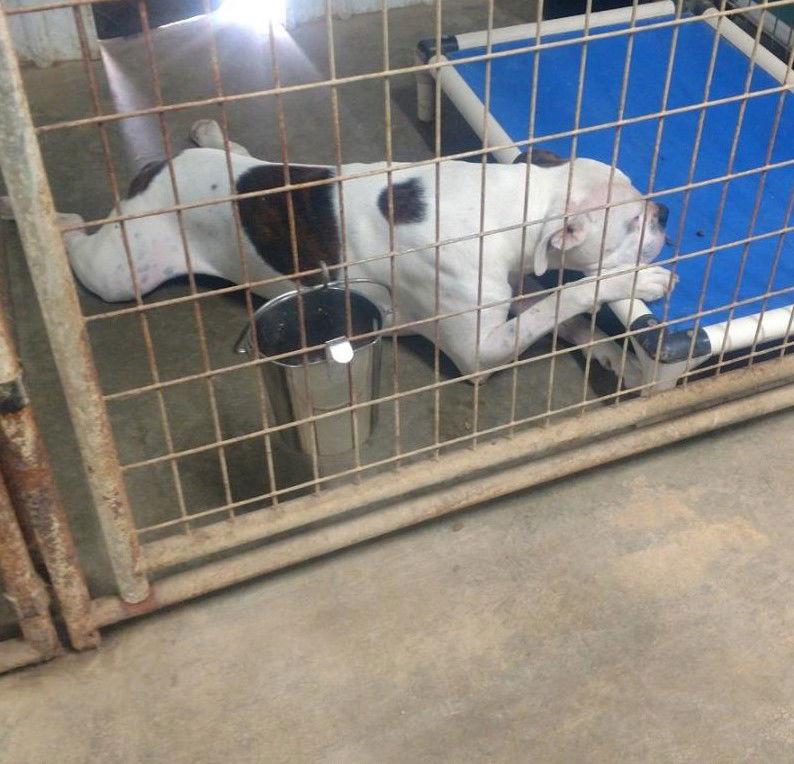 Enlarge Blu, a Adoptable Boxer in Poland, IN image 3/3