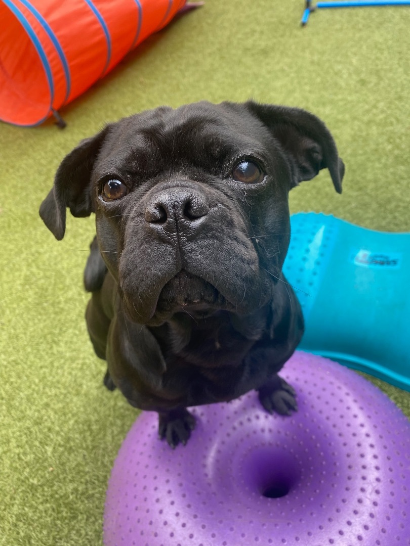 Frank, Adopted, Young Male Pug & French Bulldog.