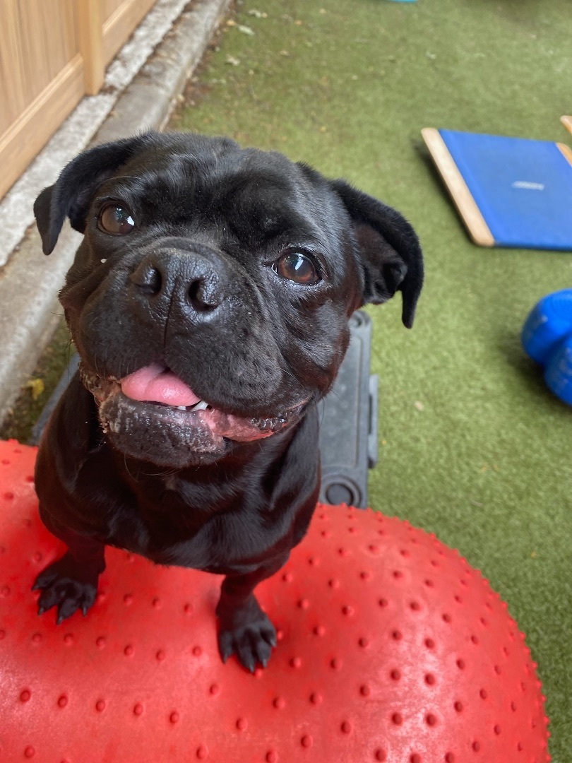 Frank, a Adopted mixed breed in Vancouver, WA image 2/10