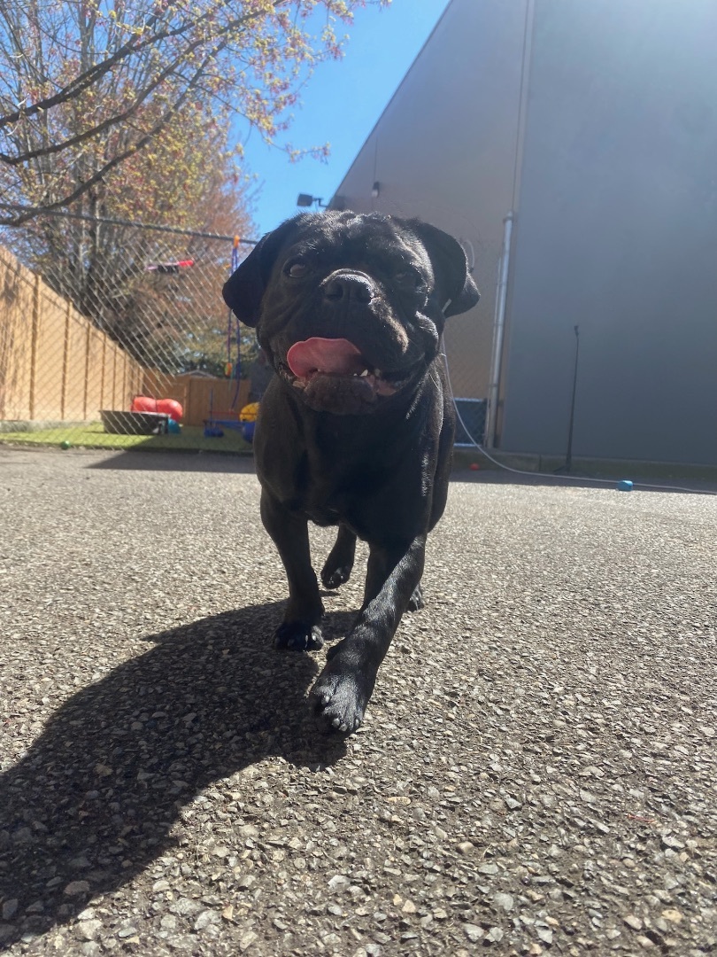 Frank, a Adopted mixed breed in Vancouver, WA image 3/10