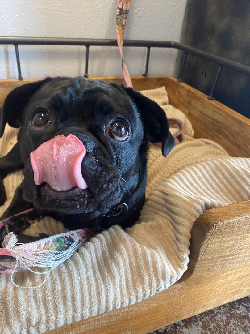 Frank, a Adopted mixed breed in Vancouver, WA image 4/10