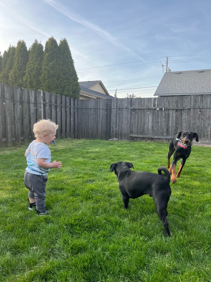 Frank, a Adopted mixed breed in Vancouver, WA image 5/10