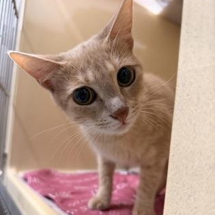 Trixie, Adoptable, Adult Female Domestic Short Hair.